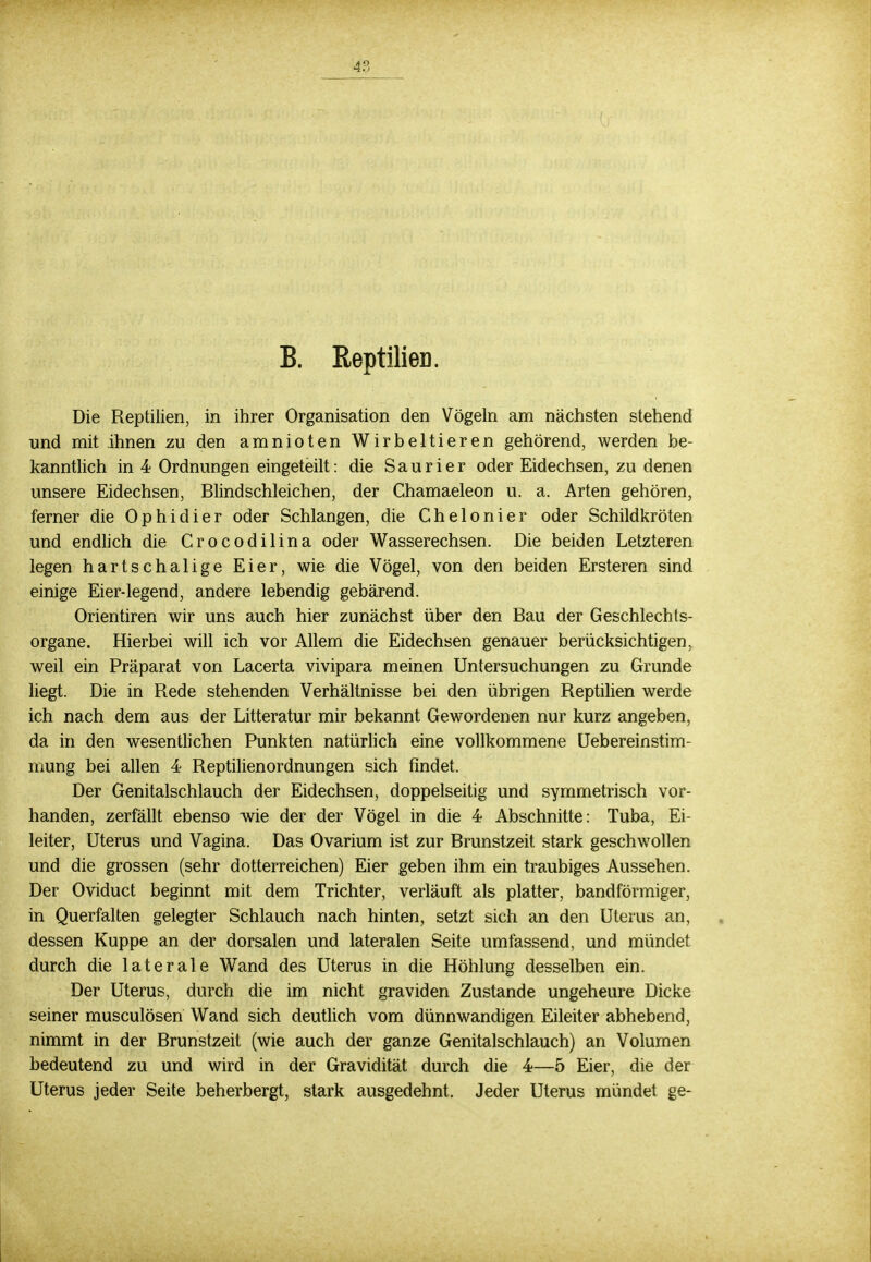 4P, B. Reptilien. Die Reptilien, in ihrer Organisation den Vögeln am nächsten stehend und mit ihnen zu den amnioten Wirbeltieren gehörend, werden be- kanntlich in 4 Ordnungen eingeteilt: die Saurier oder Eidechsen, zu denen unsere Eidechsen, Blindschleichen, der Chamaeleon u. a. Arten gehören, ferner die Ophidier oder Schlangen, die Chelonier oder Schildkröten und endlich die Crocodilina oder Wasserechsen. Die beiden Letzteren legen hartschalige Eier, wie die Vögel, von den beiden Ersteren sind einige Eier-legend, andere lebendig gebärend. Orientiren wir uns auch hier zunächst über den Bau der Geschlechts- organe. Hierbei will ich vor Allem die Eidechsen genauer berücksichtigen, weil ein Präparat von Lacerta vivipara meinen Untersuchungen zu Grunde liegt. Die in Rede stehenden Verhältnisse bei den übrigen Reptilien werde ich nach dem aus der Litteratur mir bekannt Gewordenen nur kurz angeben, da in den wesentlichen Punkten natürlich eine vollkommene Uebereinstim- mung bei allen 4 Reptilienordnungen sich findet. Der Genitalschlauch der Eidechsen, doppelseitig und symmetrisch vor- handen, zerfällt ebenso wie der der Vögel in die 4 Abschnitte: Tuba, Ei- leiter, Uterus und Vagina. Das Ovarium ist zur Brunstzeit stark geschwollen und die grossen (sehr dotterreichen) Eier geben ihm ein traubiges Aussehen. Der Oviduct beginnt mit dem Trichter, verläuft als platter, bandförmiger, in Querfalten gelegter Schlauch nach hinten, setzt sich an den Uterus an, dessen Kuppe an der dorsalen und lateralen Seite umfassend, und mündet durch die laterale Wand des Uterus in die Höhlung desselben ein. Der Uterus, durch die im nicht graviden Zustande ungeheure Dicke seiner musculösen Wand sich deutlich vom dünnwandigen Eileiter abhebend, nimmt in der Brunstzeit (wie auch der ganze Genitalschlauch) an Volumen bedeutend zu und wird in der Gravidität durch die 4—5 Eier, die der Uterus jeder Seite beherbergt, stark ausgedehnt. Jeder Uterus mündet ge-