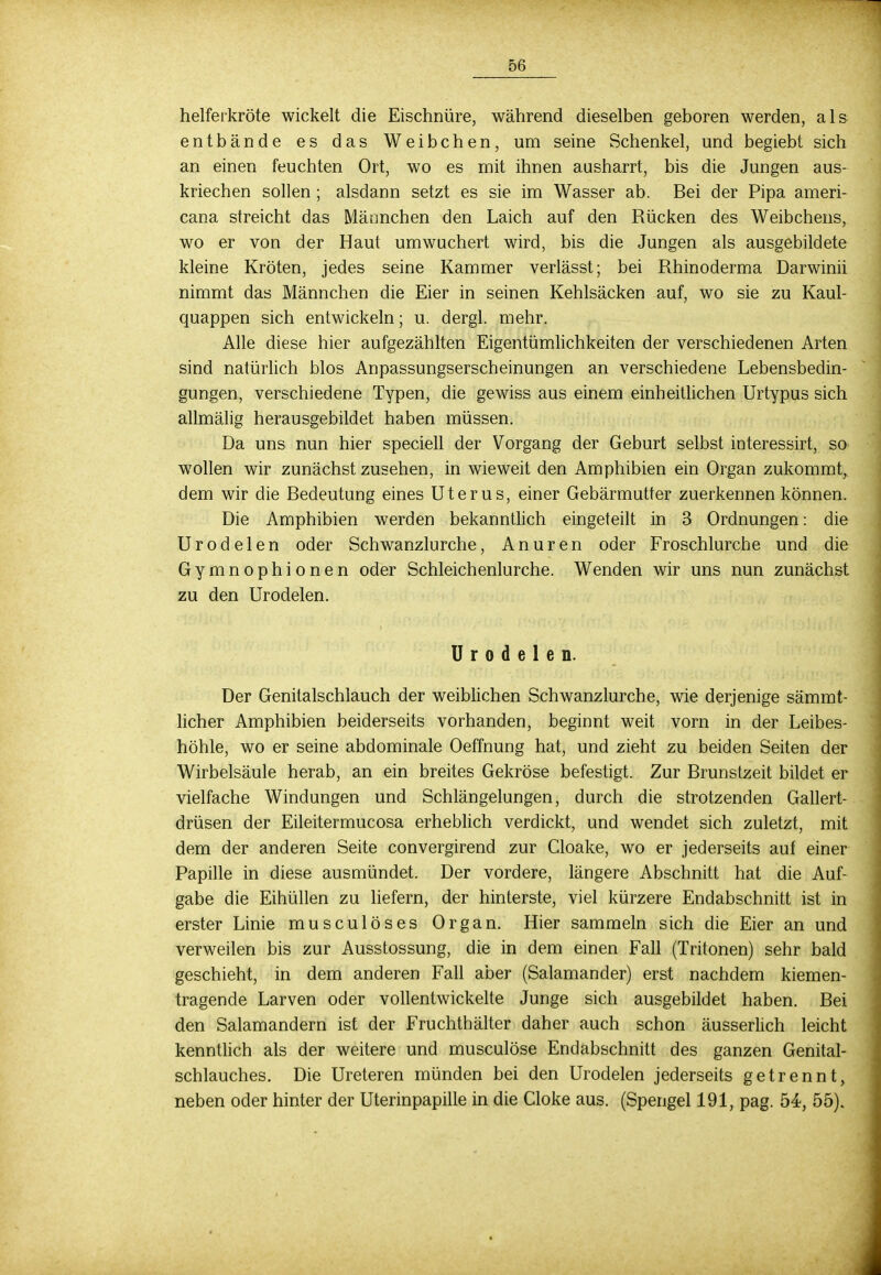 helferkröte wickelt die Eischnüre, während dieselben geboren werden, als entbände es das Weibchen, um seine Schenkel, und begiebt sich an einen feuchten Ort, wo es mit ihnen ausharrt, bis die Jungen aus- kriechen sollen ; alsdann setzt es sie im Wasser ab. Bei der Pipa ameri- cana streicht das Männchen den Laich auf den Rücken des Weibchens, wo er von der Haut umwuchert wird, bis die Jungen als ausgebildete kleine Kröten, jedes seine Kammer verlässt; bei Rhinoderma Darwinii nimmt das Männchen die Eier in seinen Kehlsäcken auf, wo sie zu Kaul- quappen sich entwickeln; u. dergl. mehr. Alle diese hier aufgezählten Eigentümlichkeiten der verschiedenen Arten sind natürlich blos Anpassungserscheinungen an verschiedene Lebensbedin- gungen, verschiedene Typen, die gewiss aus einem einheitlichen Urtypus sich allmälig herausgebildet haben müssen. Da uns nun hier speciell der Vorgang der Geburt selbst interessirt, so wollen wir zunächst zusehen, in wieweit den Amphibien ein Organ zukommt, dem wir die Bedeutung eines Uterus, einer Gebärmutter zuerkennen können. Die Amphibien werden bekanntlich eingeteilt in 3 Ordnungen: die Urodelen oder Schwanzlurche, Anuren oder Froschlurche und die Gymnophionen oder Schleichenlurche. Wenden wir uns nun zunächst zu den Urodelen. Urodelen. Der Genitalschlauch der weiblichen Schwanzlurche, wie derjenige sämmt- licher Amphibien beiderseits vorhanden, beginnt weit vorn in der Leibes- höhle, wo er seine abdominale Oeffnung hat, und zieht zu beiden Seiten der Wirbelsäule herab, an ein breites Gekröse befestigt. Zur Brunstzeit bildet er vielfache Windungen und Schlängelungen, durch die strotzenden Gallert- drüsen der Eileitermucosa erheblich verdickt, und wendet sich zuletzt, mit dem der anderen Seite convergirend zur Cloake, wo er jederseits auf einer Papille in diese ausmündet. Der vordere, längere Abschnitt hat die Auf- gabe die Eihüllen zu liefern, der hinterste, viel kürzere Endabschnitt ist in erster Linie musculöses Organ. Hier sammeln sich die Eier an und verweilen bis zur Ausstossung, die in dem einen Fall (Tritonen) sehr bald geschieht, in dem anderen Fall aber (Salamander) erst nachdem kiemen- tragende Larven oder vollentwickelte Junge sich ausgebildet haben. Bei den Salamandern ist der Fruchthälter daher auch schon äusserlich leicht kenntlich als der weitere und musculöse Endabschnitt des ganzen Genital- schlauches. Die Ureteren münden bei den Urodelen jederseits getrennt, neben oder hinter der Uterinpapille in die Cloke aus. (Spengel 191, pag. 54, 55).
