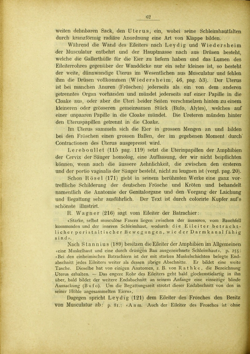 weiten dehnbaren Sack, den Uterus, ein, wobei seine Schleimhautfalten durch kranzförmig radiäre Anordnung eine Art von Klappe bilden. Während die Wand des Eileiters nach Leydig und Wiedersheim der Musculatur entbehrt und der Hauptmasse nach aus Drüsen besteht, welche die Gallerthülle für die Eier zu liefern haben und das Lumen des Eileiterrohres gegenüber der Wanddicke nur ein sehr kleines ist, so besteht der weite, dünnwandige Uterus im Wesentlichen aus Musculatur und fehlen ihm die Drüsen vollkommen (Wiedersheim, 46, pag. 53). Der Uterus ist bei manchen Anuren (Fröschen) jederseits als ein von dem anderen getrenntes Organ vorhanden und mündet jederseits auf einer Papille in die Cloake aus, oder aber die Uteri beider Seiten verschmelzen hinten zu einem kleineren oder grösseren gemeinsamen Stück (Bufo, Alytes), welches auf einer unpaaren Papille in die Cloake mündet. Die Ureteren münden hinter den Uteruspapillen getrennt in die Cloake. Im Uterus sammeln sich die Eier in grossen Mengen an und bilden bei den Fröschen ^inen grossen Ballen, der im gegebenen Moment durch Contractionen des Uterus ausgepresst wird. Lereboullet (115 pag. 119) setzt die Uterinpapillen der Amphibien der Cervix der Säuger homolog, eine Auffassung, der wir nicht beipflichten können, wenn auch die äussere Aehnlichkeit, die zwischen den ersteren und der portio vaginalis der Säuger besteht, nicht zu leugnen ist (vergl. pag. 20). Schon Rösel (171) giebt in seinem berühmten Werke eine ganz vor- treffliche Schilderung der deutschen Frösche und Kröten und behandelt namentlich die Anatomie der Genitalorgane und den Vorgang der Laichung und Begattung sehr ausführlich. Der Text ist durch colorirte Kupfer auf's schönste illustrirt. R. Wagner (216) sagt vom Eileiter der Batrachier: «Starke, selbst musculöse Fasern liegen zwischen der äusseren, vom Bauchfell kommenden und der inneren Schleimhaut, wodurch die Eileiter beträcht- licher peristaltischer Bewegungen, wie der Darmkanal fähig sind». Nach S t a n n i u s (189) besitzen die Eileiter der Amphibien im Allgemeinen «eine Muskelhaut und eine durch drüsigen Bau ausgezeichnete Schleimhaut», p. 255: «Bei den einheimischen Batrachiern ist der mit starken Muskelschichten belegte End- abschnitt jedes Eileiters weiter als dessen übrige Abschnitte. Er bildet eine weite Tasche. Dieselbe hat von einigen Anatomen, z. B. von R a t h k e , die Bezeichnung Uterus erhalten. — Das engere Rohr des Eileiters geht bald glockenstielartig in ihn über, bald bildet der weitere Endabschnitt an seinem Anfange eine einseitige blinde Aussackung (B u f o). Um die Begattungszeit strotzt dieser Endabschnitt von den in seiner Höhle angesammelten Eiern». Dagegen spricht Leydig (121) dem Eileiter des Frosches den Besitz von Musculatur ab: p. 81.: «Anm. Auch der Eileiter des Frosches ist ohne