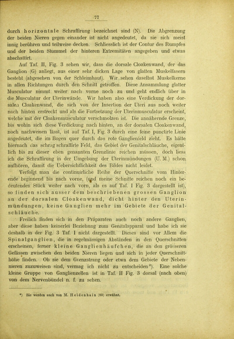 durch horizontale Schraffirung bezeichnet sind (N). Die Abgrenzung der beiden Nieren gegen einander ist nicht angedeutet, da sie sich meist innig berühren und teilweise decken. Schliesslich ist der Contur des Rumpfes und der beiden Stummel der hinteren Extremitäten angegeben und etwas abschattirt. Auf Taf. II, Fig. 3 sehen wir, dass die dorsale Cloakenwand, der das Ganglion (G) anliegt, aus einer sehr dicken Lage von glatten Muskelfasern besteht (abgesehen von der Schleimhaut). Wir sehen daselbst Muskelkerne in allen Richtungen durch den Schnitt getroffen. Diese Ansammlung glatter Musculatur nimmt weiter nach vorne noch zu und geht endlich über in die Musculatur der Uterinwände. Wir haben also eine Verdickung der dor- salen Cloakenwand, die sich von der Insertion der Uteri aus noch weiter nach hinten erstreckt und als die Fortsetzung der Uterinmusculatur erscheint, welche mit der Cloakenmusculatur verschmolzen ist. Die annähernde Grenze, bis wohin sich diese Verdickung nach hinten, an der dorsalen Cloakenwand, noch nachweisen lässt, ist auf Taf. I, Fig. 3 durch eine feine punctirte Linie angedeutet, die im Bogen quer durch das rote Ganglienfeld zieht. Es hätte hiernach das schräg schraffirte Feld, das Gebiet der Genitalschläuche, eigent- lich bis zu dieser eben genannten Grenzlinie reichen müssen, doch liess ich die Schraffirung in der Umgebung der Uterinmündungen (U. M.) schon aufhören, damit die Uebersichtlichkeit des Bildes nicht leidet. Verfolgt man die continuirliche Reihe der Querschnitte vom Hinter- ende beginnend bis nach vorne, (ujid meine Schnitte reichen noch ein be- deutendes Stück weiter nach vorn, als es auf Taf. I Fig. 3 dargestellt ist), so finden sich ausser dem beschriebenen grossen Ganglion an der dorsalen Cloakenwand, dicht hinter den Uterin- mündungen, keine Ganglien mehr im Gebiete der Genital- schläuche. Freilich finden sich in den Präparaten auch noch andere Ganglien, aber diese haben keinerlei Beziehung zum Genitalapparat und habe ich sie deshalb in der Fig. 3 Taf. I nicht dargestellt. Dieses sind vor Allem die Spinalganglien, die in regelmässigen Absländen in den Querschnitten erscheinen, ferner kleine Ganglienhäufchen, die an den grösseren Gefässen zwischen den beiden Nieren liegen und sich in jeder Querschnitt- höhe finden. Ob sie dem Gienzstrang oder etwa dem Gebiete der Neben- nieren zuzuweisen sind, vermag ich nicht zu entscheiden*). Eine solche kleine Gruppe von Ganglienzellen ist in Taf. II Fig. 3 dorsal (nach oben) von dem Nervenbündel n. f. zu sehen. *) Sie werden auch von M. Heidenhain (80) erwähnt.