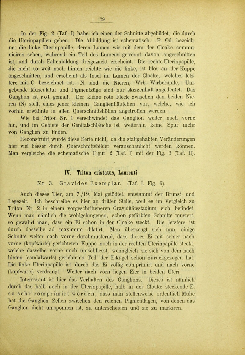 In der Fig. 2 (Taf. I) habe ich einen der Schnitte abgebildet, die durch die Uterinpapillen gehen. Die Abbildung ist schematisch. P. Od. bezeich- net die linke Uterinpapille, deren Lumen wir mit dem der Cloake commu- niciren sehen, während ein Teil des Lumens getrennt davon angeschnitten ist, und durch Faltenbildung dreigezackt erscheint. Die rechte Uterinpapille, die nicht so weit nach hinten reichte wie die linke, ist blos an der Kuppe angeschnitten, und erscheint als Insel im Lumen der Cloake, welches letz- tere mit C. bezeichnet ist. N. sind die Nieren, Wrb. Wirbelsäule. Um- gebende Musculatur und Pigmentzüge sind nur skizzenhaft angedeutet. Das Ganglion ist rot gemalt. Der kleine rote Fleck zwischen den beiden Nie- ren (N) stellt eines jener kleinen Ganglienhäufchen vor, welche, wie ich vorhin erwähnte in allen Querschnittshöhen angetroffen werden. Wie bei Triton Nr. 1 verschwindet das Ganglion weiter nach vorne hin, und im Gebiete der Genitalschläuche ist weiterhin keine Spur mehr von Ganglien zu finden. Reconstrüirt wurde diese Serie nicht, da die stattgehabten Veränderungen hier viel besser durch Querschnittsbilder veranschaulicht werden können. Man vergleiche die schematische Figur 2 (Taf. I) mit der Fig. 3 (Taf. II). IV. Triton cristatus, Lanrenti. Nr. 3. Gravides Exemplar. (Taf. I, Fig. 6). Auch dieses Tier, am 7./19. Mai getödtet, entstammt der Brunst- und Legezeit. Ich beschreibe es hier an dritter Stelle, weil es im Vergleich zu Triton Nr. 2 in einem vorgeschritteneren Graviditätsstadium sich befindet. Wenn man nämlich die wohlgelungenen, schön gefärbten Schnitte mustert, so gewahrt man, dass ein Ei schon in der Cloake steckt. Die letztere ist durch dasselbe ad maximum dilatirt. Man überzeugt sich nun, einige Schnitte weiter nach vorne durchmusternd, dass dieses Ei mit seiner nach vorne (kopfwärts) gerichteten Kuppe noch in der rechten Uterinpapille steckt, welche dasselbe vorne noch umschliesst, wenngleich sie sich von dem nach hinten (caudalwärts) gerichteten Teil der Eikugel schon zurückgezogen hat. Die linke Uterinpapille ist durch das Ei völlig comprimirt und nach vorne (kopfwärts) verdrängt. Weiter nach vorn liegen Eier in beiden Uteri. Interessant ist hier das Verhalten des Ganglions. Dieses ist nämlich durch das halb noch in der Uterinpapille, halb in der Cloake steckende Ei so sehr comprimirt worden, dass man stellenweise ordentlich Mühe hat die Ganglien - Zellen zwischen den reichen Pigmentlagen, von denen das Ganglion dicht umsponnen ist, zu unterscheiden und sie zu markiren.