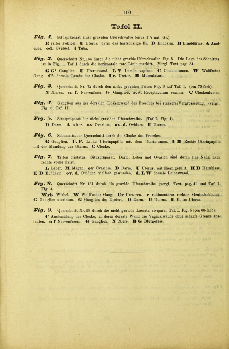 100 Tafel ZZ. Fig. 1. Situspräparat einer graviden Uferschwalbe (circa l1/* nat. Gr.). 15 reifer Follicel. U Uterus, darin das hartschalige Ei. D Enddarm. B Blinddärme. A Anal- ende, od, Oviduct. t Tuba. Fig. 2. Querschnitt Nr. 164 durch die nicht gravide Uferschwalbe Fig. 5. Die Lage des Schnittes ist in Fig. 1, Taf. I durch die horizontale rote Linie markirt. Vergl. Text pag. 34. G G1 Ganglien. U Uteruswand. Ii V Lumen vaginae. C Cloakenlumen. W Wölfischer Gang. C1. dorsale Tasche der Cloake. Ur. Ureter. II Musculatur. Fig. 3. Querschnitt Nr. 12 durch den nicht graviden Triton Fig. 3 auf Taf. 1, (cca 70-fach). Nieren, n. f. Nervenfaser. G Ganglion, r. s. Receptaculum seminis. C Cloakenlumen. Fig. 4. Ganglion aus der dorsalen Cloakenwand des Frosches bei stärkererVergrösserung. (vergl. Fig. 6, Taf. II). Fig. 5. Situspräparat der nicht graviden Uferschwalbe. (Taf I, Fig. 1). D Darm. A After, ov Ovarium. ov. d. Oviduct. U Uterus. Fig. G. Schematischer Querschnitt durch die Cloake des Frosches. G Ganglien. U. P. Linke Uterinpapille mit dem Uterinlumen. U 3B Rechte Uteriupapille mit der Mündung des Uterus. C Cloake. Fig. Wm Triton cristatus. Situspräparat. Darm, Leber und Ovarien sind durch eine Nadel nach rechts vorne fixirt. Jj Leber. M Magen, ov Ovarium. I> Darm. U Uterus, mit Eiern gefüllt. H B Harnblase. E B Enddarm. ov. d. Oviduct, vielfach gewunden, d. IiW dorsale Leibeswand. Fig. S. Querschnitt Nr. 131 durch die gravide Uferschwalbe (vergl. Text pag. 41 und Taf. I, Fig. 4. Wrb. Wirbel. W Wolffscher Gang. Ur Ureteren. r rudimentärer rechter Genitalschlauch. Gr Ganglion uteriimm. G Ganglion des Ureters. B Darm. U Uterus. E Ei im Uterus. Fig. 9. Querschnitt Nr. 59 durch die nicht gravide Lacerta vivipara, Taf. I, Fig. 5 (cca 60-fach). C Ausbuchtung der Cloake, in deren dorsale Wand die Vaginalwände ohne scharfe Grenze aus- laufen, n f Nervenfasern. G Ganglion. Jf Niere. B G Blutgefäss.