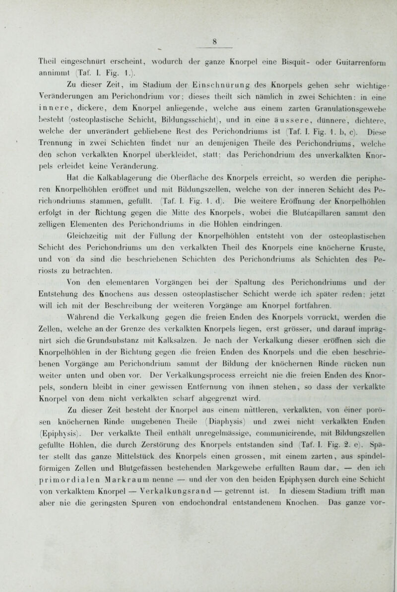 Theil eingeschnürt erscheint, wodurch der ganze Knorpel eine Bisquit- oder Guitarrenforni annimmt (Tat. I. Fig. 1.). Zu dieser Zeit, im Stadium der Einschnürung des Knorpels gehen sehr wichtige- Veränderungen am Perichondrium vor; dieses theilt sich nämlich in zwei Schichten: in eine innere, dickere, dem Knorpel anliegende, welche aus einem zarten Granulationsgewebe !)esteht (osteoplastische Schicht, Bildungsschicht), und in eine äussere, dünnere, dichtere, welche der unverändert gebliebene Rest des Perichondriums ist Taf. I. Fig. 1. b, c). Diese Trennung in zwei Schichten findet nur an demjenigen Theile des Perichondriums, welche den schon verkalkten Knorpel überkleidet, statt; das Perichondrium des unverkalkten Knor- pels erleidet keine Veränderung. Hat die Kalkablagerung die Oberfläche des Knorpels erreicht, so werden die periphe- ren Knorpelhühlen eröffnet und mit Bildungszellen, welche von der inneren Schicht des Pe- richondriums stammen, gefüllt. (Taf. I. Fig. 1. d). Die weitere Eröffnung der Knorpelhöhlen erfolgt in der Richtung gegen die Mitte des Knorpels, wobei die Blutcapillaren sammt den zelligen Elementen des Perichondriums in die Höhlen eindringen. Gleichzeitig mit der Füllung der Knorpelhöhlen entsteht von der osteoplastischen Schicht des Perichondriums um den verkalkten Theil des Knorpels eine knöcherne Kruste, und von da sind die beschriebenen Schichten des Perichondriums als Schichten des Pe- riosts zu betrachten. Von den elementaren Vorgängen bei der Spaltung des Perichondriums und der Entstehung des Knochens aus dessen osteoplastischer Schicht werde ich später reden; jetzt will ich mit der Beschreibung der weiteren Vorgänge am Knorpel fortfahren. Während die Verkalkung gegen die freien Enden des Knorpels vorrückt, werden die Zellen, welche an der Grenze des verkalkten Knorpels liegen, erst grösser, und darauf impräg- nirt sich die Grundsubstanz mit Kalksalzen. Je nach der Verkalkung dieser eröffnen sich die Knorpelhöhlen in der Richtung gegen die freien Enden des Knorpels und die eben beschrie- benen Vorgänge am Perichondrium sammt der Bildung der knöchernen Rinde rücken nun weiter unten und oben vor. Der Verkalkungsprocess erreicht nie die freien Enden des Knor- pels, sondern bleibt in einer gewissen Entfernung von ihnen stehen, so dass der verkalkte Knorpel von dem nicht verkalkten scharf abgegrenzt wird. Zu dieser Zeit besteht der Knorpel aus einem mittleren, verkalkten, von einer porö- sen knöchernen Rinde umgebenen Theile (Diaphysis) und zwei nicht verkalkten Enden (Epiphysis). Der verkalkte Theil enthält unregelmässige, communicirende, mit Bildungszellen gefüllte Höhlen, die durch Zerstörung des Knorpels entstanden sind (Taf. I. Fig. 2. e). Spä- ter stellt das ganze Mittelstuck des Knorpels einen grossen, mit einem zarten, aus spindel- förmigen Zellen und Blutgefässen bestehenden Markgewebe erfüllten Raum dar, — den ich primordialen Mark räum nenne — und der von den beiden Epiphysen durch eine Schicht von verkalktem Knorpel — Verkalkungsrand — getrennt ist. In diesem Stadium trifft man aber nie die geringsten Spuren von endochondral entstandenem Knochen. Das ganze vor-