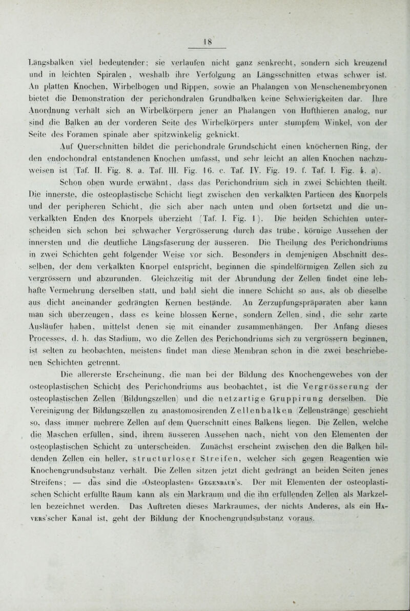 T^üngsbalken viel l)edeutender; sie verlaufen nicht ganz senkrecht, sondern sich kreuzend und in leichten Spiralen , weshalb ihre Verfolgung an Längsschnitten etwas schwer ist. An platten Knochen, Wirbelbogen und Ri{)pen, sowie an Phalangen von Menschenembryonen bietet die Demonstration der perichondralen Grundbalken keine Schwierigkeiten dar. Ihre Anordnung verhält sich an Wirbelkörpern jener an Phalangen von Hufthieren analog, nur sind die Balken an der vorderen Seite des Wirbelkörpers unter stumpfem Winkel, von der Seite des Foramen spinale aber spitzwinkelig geknickt. iVuf Querschnitten bildet (he perichondrale Grundschicht einen knöchernen Ring, der den endochondral entstandenen Knochen umfasst, und sehr leicht an allen Knochen nachzu- weisen ist Taf. II. Fig. 8. a. Taf. III. Fig. 16. c. Taf. IV. Fig. 19. f. Taf. I. Fig. 4. a). Schon oben wurde erwähnt, dass das Perichondrium sich in zwei Schichten theilt. Die innerste, die osteoplastische Schicht liegt zwischen den verkalkten Partieen des Knorpels und der peripheren Schicht, die sich aber nach unten und oben fortsetzt und die un- verkalkten Enden des Knorpels überzieht (Taf. I. Fig. I). Die beiden Schichten unter- scheiden sich schon bei schwacher Vergrösserung durch das trübe, körnige Aussehen der innersten und die deutliche Längsfaserung der äusseren. Die Theilung des Perichondriums in zwei Schichten geht folgender Weise vor sich. Besonders in demjenigen Abschnitt des- selben, der dem verkalkten Knorpel entspricht, beginnen die spindelförmigen Zellen sich zu vergrössern und abzurunden. Gleichzeitig mit der Abrundung der Zellen findet eine leb- hafte Vermehrung derselben statt, und bald sieht die innere Schicht so aus, als ob dieselbe aus dicht aneinander gedrängten Kernen bestände. An Zerzupfungspräparaten aber kann man sich überzeugen, dass es keine blossen Kerne, sondern Zellen, sind, die sehr zarte Ausläufer haben, mittelst denen sie mit einander zusammenhängen. Der Anfang dieses Processes, d. h. das Stadium, wo die Zellen des Perichondriums sich zu vergrössern beginnen, ist selten zu beobachten, meistens findet man diese Alembran schon in die zwei beschriebe- nen Schichten getrennt. Die allererste Erscheinung, die man bei der Bildung des Knochengewebes von der osteoplastischen Schicht des Perichondriums aus beobachtet, ist die Vergrösserung der osteoplastischen Zellen fBildungszellen) und die netzartige Gruppirung derselben. Die Vereinigung der Bildungszellen zu anastomosirenden Zellenbalken Zellenstränge geschieht so, dass immer mehrere Zellen auf dem Querschnitt eines Balkens liegen. Die Zellen, welche die Maschen erfüllen, sind, ihrem äusseren Aussehen nach, nicht von den Elementen der osteoplastischen Schicht zu unterscheiden. Zunächst erscheint zwischen den die Balken bil- denden Zellen ein heller, struct urlose r Streifen, welcher sich gegen Reagentien wie Knochengrundsubstanz verhält. Die Zellen sitzen jetzt dicht gedrängt an beiden Seiten jenes Streifens; — das sind die »Osteoplasten« Gegenbair's. Der mit Elementen der osteoplasti- schen Schicht erfüllte Raum kann als ein .Markraum und die ihn erfüllenden Zellen als Markzel- len bezeichnet werden. Das Auftreten dieses Markraumes, der nichts Andere.s, als ein Ha- vERs'scher Kanal ist, geht der Bildung der Knochengrund.substanz voraus. ♦