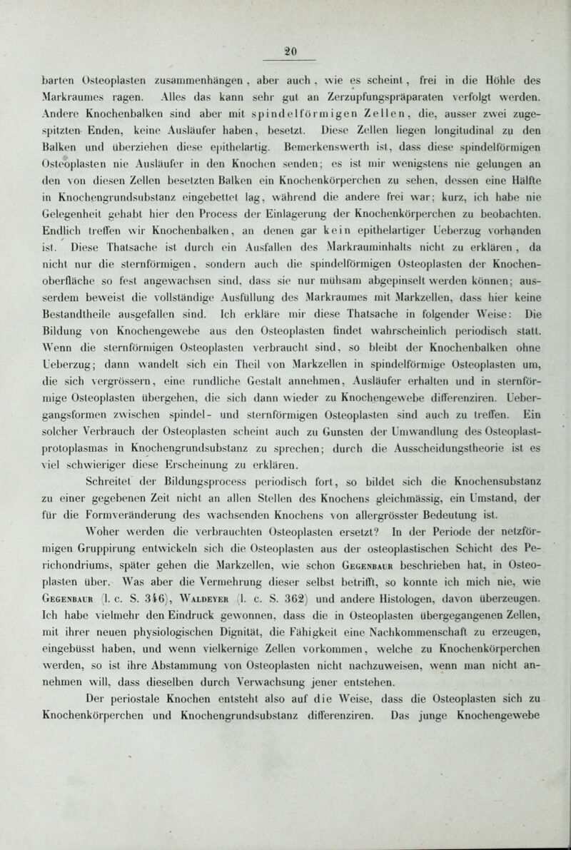 harten Osteoplasten zusammenhängen , aber auch , wie es scheint , frei in die Höhle des Markraumes ragen. Alles das kann sehr gut an Zerzupfungspräparaten verfolgt werden. Andere Knochenbalken sind aber mit spindelförmigen Zellen, die, ausser zwei zuge- spitzten- Enden, keine Ausläufer haben, besetzt. Diese Zellen liegen longitudinal zu den Balken und überziehen diese epithelartig. Bemerkenswerth ist, dass diese spindelförmigen Osteoplasten nie Ausläufer in den Knochen .senden; es ist mir wenigstens nie gelungen an den von diesen Zellen besetzten Balken ein Knochenkörperchen zu sehen, dessen eine Hälfte in Knochengrundsubstanz eingebettet lag, während die andere frei war; kurz, ich halje nie Gelegenheit gehabt hier den Process der Einlagerung der Knochenkörperchen zu beobachten. Endlich tretfen wir Knochenbalken, an denen gar kein epithelartiger Ueberzug vorhanden ist. Diese Thatsache ist durch ein Ausfallen des Markrauminhalts nicht zu erklären , da nicht nur die sternförmigen, sondern auch die spindelförmigen Osteoplasten der Knochen- oberfläche so fest angewachsen sind, dass sie nur mühsam abgepinselt werden können; aus- serdem beweist die vollständige Ausfüllung des Markraumes mit Markzellen, dass hier keine Bestandtheile ausgefallen sind. Ich erkläre mir diese Thatsache in folgender Weise: Die Bildung von Knochengewebe aus den Osteoplasten findet wahrscheinlich periodisch statt. Wenn die sternförmigen Osteoplasten verbraucht sind, so bleibt der Knochenbalken ohne Ueberzug; dann wandelt sich ein Theil von Markzellen in spindelförmige Osteoplasten um, die sich vergrössern, eine rundliche Gestalt annehmen, Ausläufer erhalten und in sternför- mige Osteoplasten Ubergehen, die sich dann wieder zu Knochengewebe difTerenziren. üeber- gangsformen zwischen spindel- und sternförmigen Osteoplasten sind auch zu treffen. Ein solcher Verbrauch der Osteoplasten scheint auch zu Gunsten der Umwandlung des Osteoplast- protoplasmas in Knochengrundsubstanz zu sprechen; durch die Ausscheidungstheorie ist es viel schwieriger diese Erscheinung zu erklären. Schreitet der Bildungspiocess periodisch fort, so bildet sich die Knochensubstanz zu einer gegebenen Zeit nicht an allen Stellen des Knochens gleichmässig, ein Umstand, der für die Formveränderung des wachsenden Knochens von allergrösster Bedeutung ist. Woher werden die verbrauchten Osteoplasten ersetzt? In der Periode der netzför- migen Gruppirung entwickeln sich die Osteoplasten aus der osteoplastischen Schicht des Pe- richondriums, später gehen die Markzellen, wie schon Gegenbalr beschrieben hat, in Osteo- plasten über. Was aber die Vermehrung dieser selbst betrifft, so konnte ich mich nie, wie Gegenbalr (1. c. S. 346), Waldeyer 1. c. S. 362) und andere Histologen, davon überzeugen. Ich habe vielmehr den Eindruck gewonnen, dass die in Osteoplasten übergegangenen Zellen, mit ihrer neuen physiologischen Dignität, die Fähigkeit eine Nachkommenschaft zu erzeugen, eingebüsst haben, und wenn vielkernige Zellen vorkommen, welche zu Knochenkörperchen werden, so ist ihre Abstammung von Osteoplasten nicht nachzuweisen, wenn man nicht an- nehmen will, dass dieselben durch Verwachsung jener entstehen. Der periostale Knochen entsteht also auf die Weise, dass die Osteoplasten sich zu Knochenkörperchen und Knochengrundsubstanz differenziren. Das junge Knochengewebe