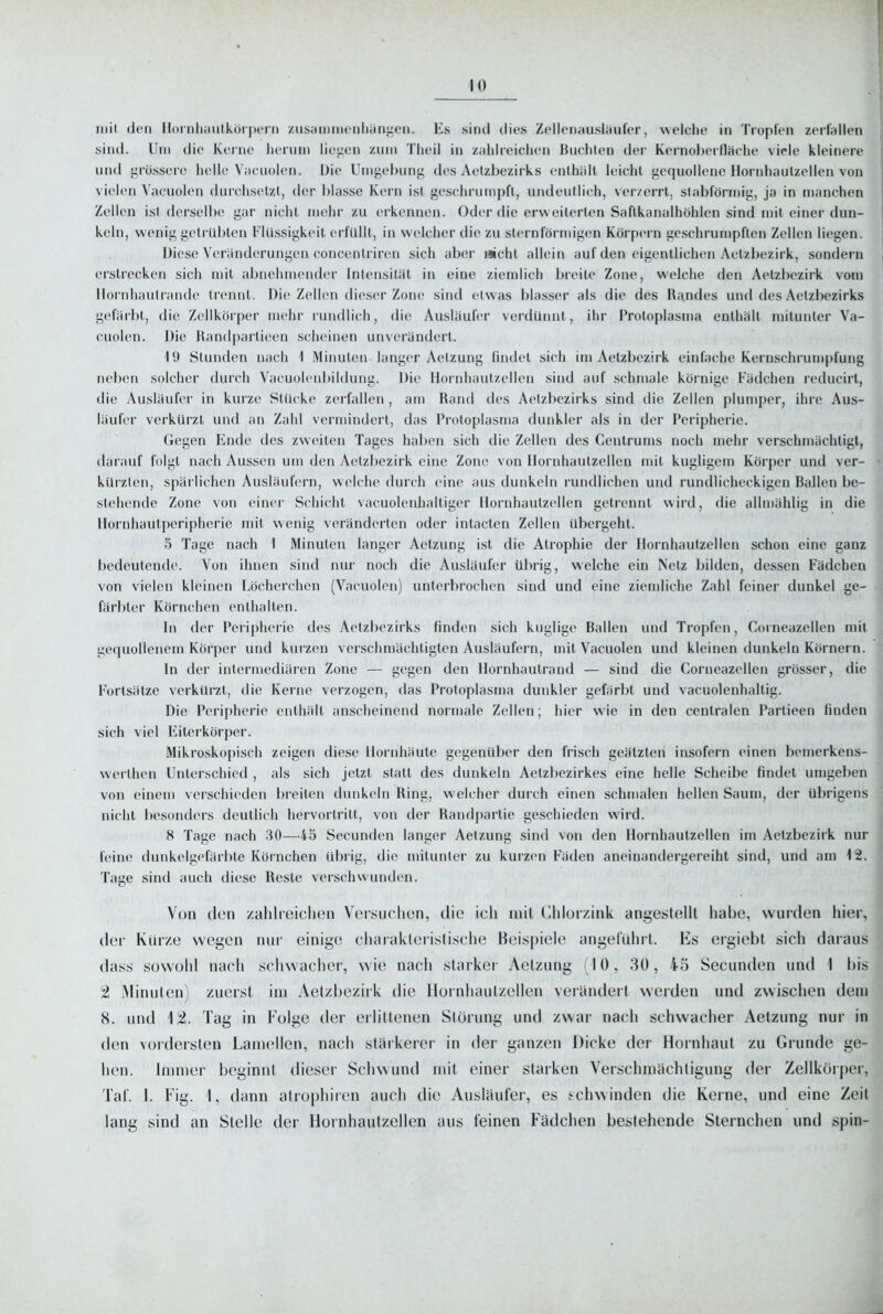 mit den HornliaiilköiiH'rn z\isfniirncnliiin5:eii. Es sind dies Zellenausläufer, welche in Tropfen zerfallen sind. Um die Kerne iicruni lieticn zum Theil in zahlreichen Buchten der Kernoberfläche viele kleinere und grössere helle Vacuolen. Die Umgebung des Aelzbezirks enthält leicht gequollene Hornhaulzellen von vielen Vacuolen durchsetzt, der blasse Kern ist geschrumpft, undeutlich, ver/errl. slabförmig, ja in manchen Zellen ist derselbe gar nicht mehr zu erkennen. Oder die erweiterten Saftkanalhöhlen sind mit einer dun- keln, wenig getrübten Flüssigkeit erfüllt, in welcher die zu sternförmigen Körpern geschrumpften Zellen liegen. Diese Veränderungen concenlriren sich aber «cht allein auf den eigentlichen Actzbezirk, sondern erstrecken sich mit abnehmender Intensität in eine ziemlich breite Zone, welche den Aetzbezirk vom llornhaulrande trennt. Die Zellen dieser Zone sind etwas blasser als die des Randes und des Aetzbezirks gefärbt, die Zellkörper mehr rundlich, die Ausläufer verdüiuit, ihr Protoplasma enthält mitunter Va- cuolen. Die Handpartieen scheinen unverändert. 11) Stunden nach 1 Minuten langer Aelzung findet sieh im Aetzbezirk einfache Kernschrumpfung neben solcher durch Vacuolenbildung. Die Hornhautzellen sind auf schmale körnige Fädchen reducirl, die Ausläufer in kurze Stücke zerfallen , am Rand des Aetzbezirks sind die Zellen plumper, ihre Aus- läufer verkürzt und an Zahl vermindert, das Protoplasma dunkler als in der Peripherie. Gegen Ende des zweiten Tages haben sich die Zellen des Centrums noch n)ehr verschmächtigl, darauf folgt nach Aussen um den Aetzbezirk eine Zone von lloruhautzellen mit kugligem Körper und ver- kürzten, späi lichen Ausläufern, welche durch eine aus dunkeln rundlichen und rundlicheckigen Ballen be- stehende Zone von einer Schicht vacuolenhaltiger Hornhautzellen gelrennt wird, die allmählig in die Hornhautperipherie mit wenig veränderten oder intaclen Zellen übergeht. 5 Tage nach 1 Minuten langer Aetzung ist die Atrophie der Hornhautzellen schon eine ganz bedeutende. Von ihnen sind nur noch die Ausläufer übrig, welche ein Netz bilden, dessen Fädchen von vielen kleinen böcherchen (Vacuolen) unterbrochen sind und eine ziemliche Zahl feiner dunkel ge- färbter Körnchen enthalten. In der Peripherie des Aetzbezirks finden sich kuglige Ballen und Tropfen, Corneazellen mit gequollenem Körper und kurzen verschmächtigten Ausläufern, mit Vacuolen und kleinen dunkeln Körnern. In der intermediären Zone — gt'gen den Hornhautrand — sind die Corneazellen grösser, die Forlsätze verkürzt, die Kerne verzogen, das Protoplasma dunkler gefärbt und vacuolenhaltig. Die Peripherie enthält anscheinend normale Zellen; hier wie in den centralen Partieen finden sich viel Eiterkörper. Mikroskopisch zeigen diese Hornhäute gegenüber den frisch geätzten insofern einen benierkens- werthen Unterschied , als sich jetzt statt des dunkeln Aelzbezirkes eine helle Scheibe findet umgeben von einem verschieden breiten dimkeln King, welcher durch einen schmalen hellen Saum, der übrigens nicht besonders deutlich hervortritt, von der Randpartie geschieden wird. 8 Tage nach 30—45 Secunden langer Aetzung sind von den Hornhaulzellen im Aetzbezirk nur feine dunkelgefärbte Körnchen übrig, die mitunter zu kurzen Fäden aneinandergereiht sind, und am 12. Tage sind auch diese Resle verschwunden. Von den /alilioichou Vcisuclicn, (lie ich inil l^liloizink angestellt habe, wurden hier, der Kurze wegen nur einige charakterislisciie Beispiele angelührl. Es ergiebt sich daraus dass sowohl nach schwacher, wie nach starker Aelzung (IG, 30, 45 Secunden unil 1 l)is 2 Minuten) zuerst im Aetzbezirk die Hürnhaulzellen verändert werden und zwischen dem 8. und 12. Tag in Folge der eilittenen Störung und zwar nach schwacher Aetzung nur in den vordersten Lamellen, nach stärkerer in der ganzen Dicke der Hornhaut zu Grunde ge- hen, immer beginnt dieser Schwund mit einer starken Verschmiichligung der Zellkörper, Tal'. I. Fig. 1, dann alrophiren auch die Ausiiiufer, es i-chvvinden die Kerne, und eine Zeit lang sind an Steile der Hornhaulzeilen aus feinen Fädclien bestehende Sternchen und spin-