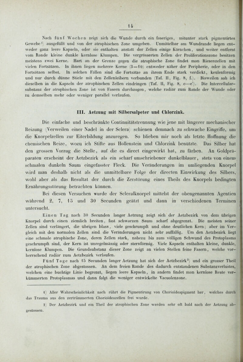Nach fünf Wochen zeigt sich die Wunde durch ein faseriges, mitunter stark pigmentirles Gewebe 1) ausgefüllt und von der atrophischen Zone umgeben. Unmittelbar am Wundrande liegen ent- weder ganz leere Kapseln, oder sie enthalten anstatt der Zellen einige Körnchen, und weiter entfernt vom Rande kleine dunkle kernlose Klumpen. Die vergrösserten Zellen der Froliferationszone besitzen meistens zwei Kerne. Hart an der Grenze gegen die atrophische Zone findet man Riesenzelien mit vielen Fortsätzen. In ihnen liegen mehrere Kerne (3 —10) entweder näher der Peripherie, oder in den Forlsätzen selbst. In solchen Fällen sind die Forlsätze an ihrem Ende stark verdickt, keulenförmig und nur durch dünne Stiele mit den Zellenleibern verbunden (Taf. II, Fig. 8, f.). Bisweilen sah ich dieselben in die Kapseln der atrophischen Zellen eindringen (Taf. II, Fig. 8, e—e'). Die Intercellular- subslanz der atrophischen Zone ist von Fasern durchzogen, welche radiär zum Rande der Wunde oder zu demselben mehr oder weniger parallel verlaufen. Die einfache und beschrankte Continuitätstrennung wie jene mit längerer mechanischer Reizung (Verweilen einer Nadel in der Sclera) schienen demnach zu schwache Eingrid'e, um die Knorpelzellen zur Eiterbildung anzuregen. So blieben mir noch als letzte Hoffnung die chemischen Reize, wozu ich Stifte aus Hollenstein und Chlorzink benützte. Das Silber hat den grossen Vorzug die Stelle, auf die es direct eingewirkt hat, zu färben. An Goldprä- paraten erscheint der Aetzbezirk als ein scharf umschriebener dimkelblauer, stets von einen» schmalen dunkeln Saum eingefasster Fleck. Die A'eränderungen im umliegenden Knorpel wird man deshalb nicht als die unmittelbare Folge der directen Einwirkung des Silbers, wohl aber als das Resultat der durch die Zerstörung eines Theils des Knorpels bedingten Ernährungsstörung betrachten können. Bei diesen Versuchen wurde der Scleralknorpel mittelst der obengenannten Agentien während 2, 7, 15 und 30 Secunden geätzt und dann in verschiedenen Terminen untersucht. Einen Tag nach 30 Secunden langer Aetzung zeigt sich der Aetzbezirk von dem übrigen Knorpel durch einen ziemlich breiten, fast schwarzen Saum scharf abgegrenzt. Die meisten seiner Zellen sind verlängert, die übrigen blass, viele geschrumpft und ohne deutlichen Kern; aber im Ver- gleich mit den normalen Zellen sind die Veränderungen nicht sehr auffällig. Um den Aetzbezirk liegt eine schmale atrophische Zone, deren Zellen stark, nahezu bis zum völligen Schwund des Protoplasma geschrumpft sind, der Kern ist unregelmässig oder sternförmig. Viele Kapseln enthalten kleine, dunkle, kernlose Klumpen. Die Grundsubstanz dieser Zone zeigt an vielen Stellen feine Fasern, welche vor- herrschend radiär zum Aetzbezirk verlaufen. Fünf Tage nach 15 Secunden langer Aetzung hat sich der Aetzbezirk^) und ein grosser Theil der atrophischen Zone abgestossen. An dem freien Rande des dadurch entstandenen Subslanzverlustes, welchen eine buchtige Linie begrenzt, liegen leere Kapseln, in andern findet man kernlose Reste ver- kümmerten Protoplasmas und dann folgt die weniger entwickelte Vacuolenzone. 1) Aller Wahrscheinlichkeit nach rührt die Pigraentirung von Chorioideapigment her, welches durch das Trauma aus den zertrümmerten Chorioideazellen frei wurde. 2; Der Aetzbezirk und ein Theil der atrophischen Zone werden sehr oft bald nach der Aetzung ab- gestossen. III. Aetzung mit Silbersalpeter und Chlorziiik.
