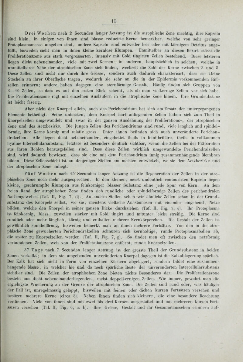 Drei Wochen nach 2 Secunden langer Aetzung ist die atrophische Zone mächtig, ihre Kapseln sind klein, in einigen von ihnen sind blasse reducirte Kerne bemerkbar, welche von sehr geringer Protoplasmamasse umgeben sind, andere Kapseln sind entweder leer oder mit körnigem Detritus ange- füllt, bisweilen sieht man in ihnen kleine kernlose Klumpen. Unmittelbar an diesen Bezirk stösst die Proliferationszone aus stark vergrösserten, intensiv mit Gold tingirten Zeilen bestehend. Diese letzteren liegen dicht nebeneinander, viele mit zwei Kernen; in anderen, hauptsächlich in solchen, welche in unmittelbarer Nähe der atrophischen Zone sich finden, wechselt die Zahl der Kerne zwischen 3 und 5. Diese Zellen sind nicht nur durch ihre Grösse, sondern auch dadurch charakterisirt, dass sie kleine Stacheln an ihrer Oberfläche tragen, wodurch sie sehr an die in der Epidermis vorkommenden RifT- zellen erinnern; andere haben dagegen eine sternförmige Gestalt. Häutig linden sich Gruppen von 3—10 Zellen, so dass es auf den ersten Blick scheint, als ob man vielkernige Zellen vor sich habe. Die Proliferationszone ragt mit einzelnen Ausläufern in die atiophische Zone hinein. Ihre Grundsubslanz ist leicht faserig. Aber nicht der Knorpel allein, auch das Perichondrium hat sich am Ersatz der untergegangenen Elemente betheiligt. Seine untersten, dem Knorpel hart anliegenden Zellen haben sich zum Theil in Knorpelzellen umgewandelt und zwar in der ganzen Ausdehnung der Proliferations-, der atrophischen Zone und des Aetzbezirks. Die jungen Zellen des Perichondriums sind rund, viele länglich und spindel- förmig, ihre Kerne körnig und relativ gross. Unter ihnen befinden sich auch unveränderte Perichon- dralzellen. Alle liegen dicht nebeneinander, eingebettet theils in feinfibrilläre, theils in vollkommen hyaline Intercellularsubstanz; letztere ist besonders deutlich sichtbar, wenn die Zellen bei der Präparalion aus ihren Höhlen herausgefallen sind. Dass diese Zellen wirklich umgewandelte Perichondralzellen sind, wird dadurch bewiesen, dass sie eine mit dem Perichondrium innig zusammenhängende Membran bilden. Diese Zellenschicht ist an denjenigen Stellen am meisten entwickelt, wo sie dem Aetzbezirke und der atrophischen Zone anliegt. Fünf Wochen nach 15 Secunden langer Aetzung ist die Degeneration der Zellen in der atro- phischen Zone noch mehr ausgesprochen. In den kleinen, meist undeutlich contourirten Kapseln liegen kleine, geschrumpfte Klumpen aus feinkörniger blasser Substanz ohne jede Spur von Kern. An dem freien Rand der atrophischen Zone finden sich rundliche oder s])indelförmige Zellen des {)erichondralen Narbengewebes (Taf. II, Fig. 7, d). An andern Stellen sehen wir ähnliche Zellen schon in der Grund- substanz des Knorpels selbst, wo sie, meistens vielfache Anastomosen mit einander eingehend, Netze bilden, welche den Knorpel in seiner ganzen Dicke durchziehen (Taf. II, Fig. 7, e). Ihr Protoplasma ist feinkörnig, blass, zuweilen stärker mit Gold tingirt und mitunter leicht streifig. Die Kerne sind rundlich oder mehr länglich, körnig und enthalten mehrere Kernkörperchen. Die Gestalt der Zellen ist gewöhnlich spindelförmig, bisweilen bemerkt man au ihnen mehrere Fortsätze. Von den in die atro- phische Zone gewucherten Perichondralzellen schnüren sich kernhaltige, runde Protoplasmaballen ab, die später zu Knorpelzellen werden (Taf. II, Fig. 7, g). So findet man oft zwischen den netzförmig verbundenen Zellen, weit von der Profiferationszone entfernt, runde Knorpelzellen. 37 Tage nach 7 Secunden langer Aetzung ist der grösste Theil der Grundsubstanz in beiden Zonen verkalkt; in dem sie umgebenden unveränderten Knorpel dagegen ist die Kalkablagerung spärlich. Der Kalk hat sich nicht in Form von einzelnen Körnern abgelagert, sondern bildet eine zusammen- hängende Masse, in welcher hie und da noch spärliche Reste der unveränderten Intercellularsubstanz sichtbar sind. Die Zellen der atrophischen Zone bieten nichts Besonderes dar. Die Proliferationszone besteht aus dicht nebeneinanderliegenden, meist doppelkernigen Zellen. Wie immer, gewahrt man die ergiebigste Wucherung an der Grenze der atrophischen Zone. Die Zellen sind rund oder, was häufiger der Fall ist, unregelmässig gelappt, bisweilen mit feinen oder dicken kurzen Fortsätzen versehen und besitzen mehrere Kerne (circa 5). Neben ihnen finden sich kleinere, die eine besondere Beachtung verdienen. Viele von ihnen sind mit zwei bis drei Kernen ausgestattet und mit mehreren kurzen Fort- sätzen versehen (Taf. II, Fig. 6, a. b). Ihre Grösse, Gestalt und ihr Gesammlaussehen erinnern auf-