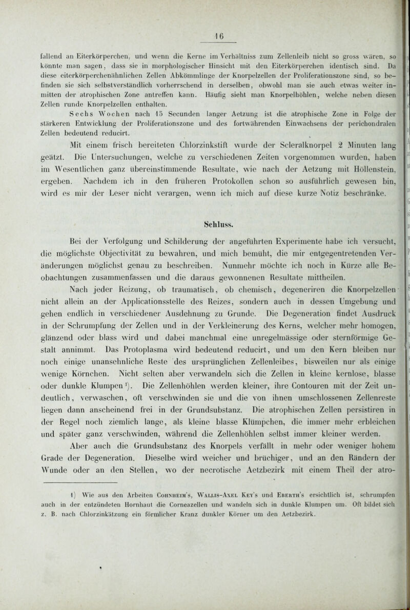fallend an Eilerkörperchen, und wenn die Kerne im Verhällniss zum Zellenleib nicht so gross waren, so könnte man sagen, dass sie in morphologischer Hinsicht mit den Eiterkörperchen identisch sind. Da diese eiterkörperchenähnlichen Zellen Abkömmlinge der Knorpelzellen der Proliferationszone sind, so be- finden sie sich selbstverständlich vorherrschend in derselben, obwohl man sie auch etwas weiter in- mitten der atrophischen Zone antreffen kann. Häufig sieht man Knorpelhöhlen, welche neben diesen Zellen runde Knorpelzellen enthalten. Sechs Wochen nach 15 Secunden langer Aetzung ist die atrophische Zone in Folge der stärkeren Entwicklung der Proliferationszone und des fortwährenden Einwachsens der perichondralen Zellen bedeutend reducirt. Mit einem frisch bereiteten Chlorzinkstift wurde der Scleralknorpel 2 IMinuten lang geätzt. Die Untersuchungen, welche zu verschiedenen Zeiten vorgenommen wurden, haben im Wesentlichen ganz übereinstimmende Resultate, wie nach der Aetzung mit Höllenstein. ergeben. Nachdem ich in den früheren Protokollen schon so ausführlich gewesen bin, wird es mir der Leser nicht verargen, wenn ich mich auf diese kurze Notiz beschränke. Schluss. Bei der Verfolgung und Schilderung der angeführten Experimente habe ich versucht, die möglichste Objectivität zu bewahren, und mich bemüht, die mir entgegentretenden Ver- änderungen möglichst genau zu beschreiben. Nunmehr möchte ich noch in Kürze alle Be- obachtungen zusammenfassen und die daraus gewonnenen Resultate mittheilen. Nach jeder Reizung, ob traumatisch, ob chemisch, degeneriren die Knorpelzellen nicht allein an der Applicationsstelle des Reizes, sondern auch in dessen Umgebung und gehen endlich in verschiedener Ausdehnung zu Grunde. Die Degeneration findet Ausdruck in der Schrumpfung der Zellen und in der Verkleinerung des Kerns, welcher mehr homogen, glänzend oder blass wird und dabei manchmal eine unregelmässige oder sternförmige Ge- stalt annimmt. Das Protoplasma wird bedeutend reducirt, und um den Kern bleiben nur noch einige unansehnliche Reste des ursprünglichen Zellenleibes, bisweilen nur als einige wenige Körnchen. Nicht selten aber verwandeln sich die Zellen in kleine kernlose, blasse oder dunkle Klumpen'). Die Zellenhöhlen werden kleiner, ihre Contouren mit der Zeit un- deutlich, verwaschen, oft verschwinden sie und die von ihnen umschlossenen Zellenreste liegen dann anscheinend frei in der Grundsubstanz. Die atrophischen Zellen persistiren in der Regel noch ziemlich lange, als kleine blasse Klümpchen, die immer mehr erbleichen und später ganz verschwinden, während die Zellenhöhlen selbst immer kleiner werden. Aber auch die Grundsubstanz des Knorpels verfällt in mehr oder w^eniger hohem Grade der Degeneration. Dieselbe wird weicher und brüchiger, und an den Rändern der Wunde oder an den Stellen, wo der necrotische Aetzbezirk mit einem Theil der atro- l) Wie aus den Arbeiten Coiiniieim's, Wallis-Axel Keys und Eberth's ersichtlich ist, schrumpfen auch in der entzündeten Hornhaut die Corneazellen und wandeln sich in dunkle Klumpen um. Oft bildet sich z. B. nach Clilorzinkätzung ein förmlicher Kranz dunkler Körner um den Aetzbezirk.