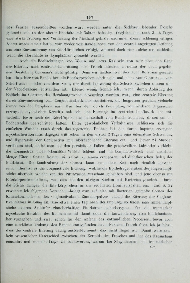 nes Fenster ausgeschnitten worden war, werden unter die Nickhaut lebender Frösche gebracht und an der oberen HautfaUe mit Nähten befestigt. ()l)gieich sich nach 3—4 Tagen eine starke Ti übung und Verdickung der Nickhaut gebildet und unter dieser schleimig eitriges Secret angesammelt hatte, war weder vom Rande noch von der central angelegten Oednung aus eine Einwanderung von Eiterkörperchen erfolgt, während doch eine solche nie ausbleibt, wenn die Hornhäute in Lymphsäcke gebracht wurden. Auch die Beobachtungen von Wallis und Axel Key wie von m i r über den Gang der Eiterung nach centraler Lapisätzung beim Frosch scheinen Böttcher der oben gegebe- nen Darstellung Cohnhelm's nicht günstig. Denn wir fanden, wie dies auch Böttcher gesehen hat, dass hier vom Rande her die Eiterkörperchen eindringen und nicht vom Centrum — vom Schorf aus — oder von dem Spalt, der durch Lockerung des Schorfs zwischen diesem und der Vacuolenzone entstanden ist. Ebenso wenig konnte ich, wenn durch Ablösung des Epithels im Centrum das Hornhautgewebe blossgelegt worden war, eine centrale Eiterung durch Einwanderung vom Conjunctivalsack her constatiren, die Imigration geschah vielmehr immer von der Peripherie aus. Nur bei der durch Verimpfung von niederen Organismen erzeugten mycotischen Keratitis sah ich eine Eiterung im centralen Impfbezirk sich ent- wickeln, b^vor noch die Eiterkörper, die massenhaft vom Rande kommen, diesen um ein Bedeutendes überschritten hatten. Unter gewöhnlichen Verhältnissen schliessen sich die einfachen Wunden rasch durch das regenerirte Epithel; bei der durch Impfung erzeugten mycotischen Keratitis dagegen tritt schon in den ersten 2 Tagen eine ödematöse Schwellung und Hyperämie der Conjunctiva mit oberflächlicher Eiterung ein, und bevor 24 Stunden verflossen sind, findet man bei den perniciösen Fällen die geschwellten Lidränder verklebt, die Conjunctiva dicke ödematöse Wülste bildend und im Conjunctivalsack eine ziemliche Menge Eiter. Später kommt es selbst zu einem croupösen und diphtherischen Belag der Bindehaut. Die Randtrübung der Cornea kann um diese Zeit noch ziemlich schwach sein. Hier ist es die conjunctivale Eiterung, welche die Epithelregeneralion derjenigen Impf- stiche überholt, welche von der Pilzinvasion verschont geblieben sind, und jene ebenso mit Eiterkörperchen inficirt, wie dies bei den übrigen Stichen mit Bacterien geschah. Durch die Stiche dringen die Eiterkörperchen in die eröffneten Hornhautspalten ein. Und S. 32 erwähnte ich folgenden Versuch: »bringt man auf eine mit Bacterien geimpfte Cornea des Kaninchens oder in den Conjunctivalsack Zinnoberpulver, sobald die Eiterung der Conjunc- tiva einmal in Gang ist, also etwa einen Tag nach der Impfung, so findet man immer Impf- stiche, deren Ausläufer zinnoberhaltige Eiterkörper beherbergen.« Für die traumatisch mycotische Keratitis des Kaninchens ist damit doch die Einwanderung vom Bindehautsack her zugegeben und zwar schon für den Anfang des entzündlichen Processes, bevor noch eine merkliche Trübung des Randes stattgefunden hat. Für den Frosch fügte ich ja hinzu, dass die centrale Eiterung häufig ausbleibt, somit also nicht Regel ist. Damit wäre denn kein vv^esentlicher Unterschied zwischen der Keratitis des Frosches und der des Kaninchens constatirt und nur die Frage zu beantworten, warum bei Süugcthieren nach traumatischen