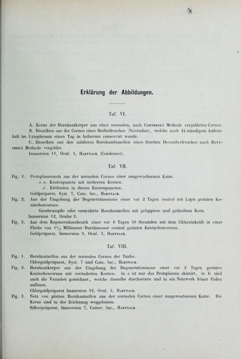 Erklärung der Abbildungen. Taf. VI. A. Kerne der Hornhautkörper aus einer normalen, nach Cohnheim s Methode vergoldeten Cornea. B. Dieselben aus der Cornea eines Herbstfrosches (November), welche nach 24 stündigem Aufent- halt im Lymphraum einen Tag in lodserum conservirt wurde. C. Dieselben aus den mittleren Hornhautlamellen eines frischen Decemberfrosches nach Bott- cher's Methode vergoldet. Immersion 11, Ocul. 3, Hartnack (Condensor). Taf. VII. Fig. \. Protoplasmanetz aus der normalen Cornea einer ausgewachsenen Katze, a.a. Knotenpuncte mit mehreren Kernen, a'. Kittleisten in diesen Knotenpuncten. Goldpraparat, Syst. 7, Cam. lue, Hartnack. Fig. 2. Aus der Umgebung der Degenerationszone einer vor 2 Tagen central mit Lapis geatzten Ka- ninchencornea. Geschrumpfte oder contrahirte Hornhautzellen mit gelapptem und getheiltem Kern. Immersion 12, Ocular 3. Fig. 3. Aus dem Regenerationsbezirk einer vor 6 Tagen 30 Secunden mit dem Chlorzinkstift in einer Fläche von 11/2 Millimeter Durchmesser central geatzten Kaninchencornea. Goldpräparat, Immersion 9, Ocul. 3, Hartnack. Taf. VIII. Fig. 1. Hornhautzellen aus der normalen Cornea der Taube. Chlorgoldpräparat, Syst. 7 und Cam. lue, Hartnack. Fig. 2. Hornhautkörper aus der Umgebung der Degenerationszone einer vor 2 Tagen geätzten Kaninchencornea mit veränderten Kernen. In a ist nur das Protoplasma skizzirt, in b sind auch die Vacuolen gezeichnet, welche dasselbe durchsetzen und in ein Netzwerk feiner Fäden auflösen. Chlorgoldpräparat Immersion 12, Ocul. 3, Hartnack. Fig. 3. Netz von platten Hornhautzellen aus der normalen Cornea einer ausgewachsenen Katze. Die Kerne sind in der Zeichnung weggelassen.
