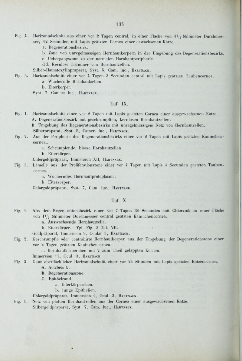 Fig. 4. Horizonlalschnilt aus einer vor 2 Tagen central, in einer Fläche von 1 \2 Durchmes- ser, 12 Secunden mit Lapis geätzten Cornea einer erwachsenen Katze. a. Degenerationsbezirk. b. Zone von unregelmässigen Hornhautkörpern in der Umgebung des Degenerationsbezirks. c. Uebergangszone zu der normalen Hornhautperipherie, dd. Kernlose Trümmer von Hornhaulzellen. Silber-Hämatoxylinpräparat, Syst. 5, Cam. lue, Hartnack. Fig. 5. Horizontalschnitl einer vor 4 Tagen 3 Secunden central mit Lapis geätzten Taubencornea. a. Wuchernde Hornhautzellen. b. Eiterkörper. Syst. 7, Camera lue. Hartnack. Taf. IX. Fig. \. Horizontalschnitt einer vor 2 Tagen mit Lapis geätzten Cornea einer ausgewachsenen Katze. A. Degenerationsbezirk mit geschrumpften, kernlosen Hornhautzellen. B. Umgebung des Degenerationsbezirks mit unregeimässigem Netz von Hornhautzellen. Silberpräparat, Syst. B, Camer. lue, Hartnack. Fig. 2. Aus der Peripherie des Degenerationsbezirks einer vor 2 Tagen mit Lapis geätzten Kaninchen- cornea.. a. Schrumpfende, blasse Hornhautzellen. b. Eiterkörper. Chlorgoldpräparat, Immersion XH, Hartnack. Fig. 3. Lamelle aus der Proliferalionszone einer vor 4 Tagen mit Lapis 4 Secunden geätzten Tauben- cornea. a. Wucherndes Hornhautprotoplasma. b. Eiterkörper. Chlorgoldpräparat, Syst. 7, Cam. lue, Hartnack. Taf. X. Fig. 1. Aus dem Regeneralionsbezirk einer vor 7 Tagen 30 Secunden mit Chlorzink in einer Fläche von 11/2 Millimeter Durchmesser central geätzten Kaninchencornea. a. Auswachsende Hornhautzelle. b. Eiterkörper. Vgl. Fig. 3 Taf. VH. Goldpräparat, Immersion 9, Ocular 3, Hartnack. Fig. 2. Geschrumpfte oder contrahirte Hornhautkörper aus der Umgebung der Degenerationszone einer vor 2 Tagen geätzten Kaninchencornea. a. Hornhautkörperchen mit 2 zum Theil gelappten Kernen. Immersion 12, Ocul. 3, Hartnack. Fig. 3. Ganz oberflächlicher Horizontnlschnitt einer vor 24 Stunden mit Lapis geätzten Katzencornea. A. Aetzbezirk. B. Degenerationszone. C. Epithelrand. a. Eiterkörperchen. b. .Junge Epithelien. Chlorgoldpräparat, Immersion 9, Ocul. 3, Hartnack. Fig. 4. Netz von platten Hornhautzellen aus der Cornea einer ausgewachsenen Katze. Silbergoldpräparat, Syst. 7, Cam. lue, Hartnack.
