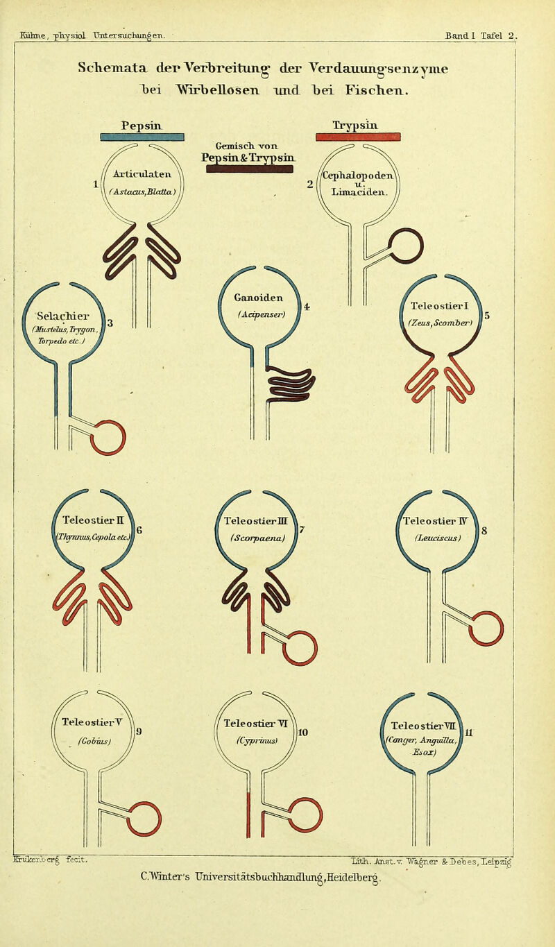 Kü3me, •pliysiol Tfntersiichim^eii. Bandl Tafel 2. Scliema.ta der Verbreitung^ der Verdauitag'seiizynie bei WrrbellöseTv amd Ii ei FisclieTi. Pepsin. Trypsin CVGnier's IMversitätslDtu;Maiiffliing,Heidelberg.