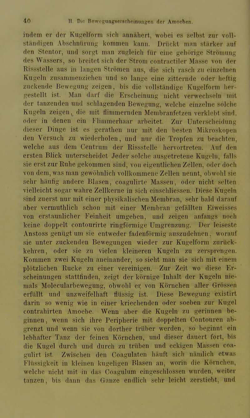 indem er der Kii^elform sicli annähert., wobei es selbst zur voll- ständigen Absclmiirnng kommen kann. Drückt man stärker auf den Stentor, und sorgt man zugleich für eine gehörige Strömung des ^\ assers, so breitet sich der Strom contractiler Masse von der Rissstelle aus in langen Strömen aus, die sich rascli zu einzelnen Kugeln zusammenziehen und so lange eine zitternde oder heftig zuckende Bewegung zeigen, bis die vollständige Kiigelform her- gestellt ist. Man darf die Erscheinung nicht verwechseln mit der tanzenden und schlagenden Bewegung, welche einzelne solche Kugeln zeigen,^ die mit flimmernden Membranfetzen verklebt sind, oder in denen ein Elimmerhaar arbeitet. Zur Unterscheiflung dieser Dinge ist es gerathen nur mit den besten Mikroskopen den Versuch zu Aviederholen, und nur die Tropfen zu beachten, welche aus dem Centrum der Rissstelle hervortreten. Auf den ersten Blick unterscheidet Jeder solche ausgetretene Kugeln, falls sie erst zur Ruhe gekommen sind, von eigentlichen Zellen, oder doch von dem, was man gewöhnlich vollkommene Zellen nennt, obwohl sie sehr häutig andere Blasen, coagulirte Massen, oder nicht selten vielleicht sogar wahre Zellkerne in sich einschliessen. Diese Kugeln sind zuerst nur mit einer physikalischen Membran, sehr bald darauf aber vermuthlich schon mit einer Membran gefällten Eiweisses von erstaunlicher Reinheit umgeben, und zeigen anfangs noch keine doppelt contourirte ringförmige Umgrenzung. Der leiseste Anstoss genügt um sie entweder fadenförmig auszudehnen, worauf sie unter zuckenden Bewegungen wieder zur Kugelform zurück- kehren, oder sie zu vielen kleineren Kugeln zu zersprengen. Kommen zwei Kugeln aneinander, so sieht man sie sich mit einem plötzlichen Rucke zu einer vereinigen. Zur Zeit wo diese Er- scheinungen stattfinden, zeigt der körnige Inhalt der Kugeln nie- mals Molecularbewegung, obwohl ei; von Körnchen aller Grössen erfüllt und unzweifelhaft flüssig ist. Diese Bewegung existirt darin so wenig wie in einer kriechenden oder soeben zur Kugel contrahirten Amoebe. Wenn aber die Kugeln zu gerinnen be- ginnen, wenn sich ihre Peripherie mit doppelten Contouren ab- grenzt und wenn sie von dorther trüber werden, so beginnt ein lebhafter Tanz der feinen Körnchen, und dieser dauert fort, bis die Kugel durch und durch zu trüben und eckigen Massen coa- gulirt ist. Zwischen den Coagulaten häuft sich nämlich etwas Flüssigkeit in kleinen kugeligen Blasen an, worin die Körnchen, welche nicht mit in das Coagulum eingeschlossen wurden, weiter tanzen, bis dann das Ganze endlich sehr leicht zerstiebt, und