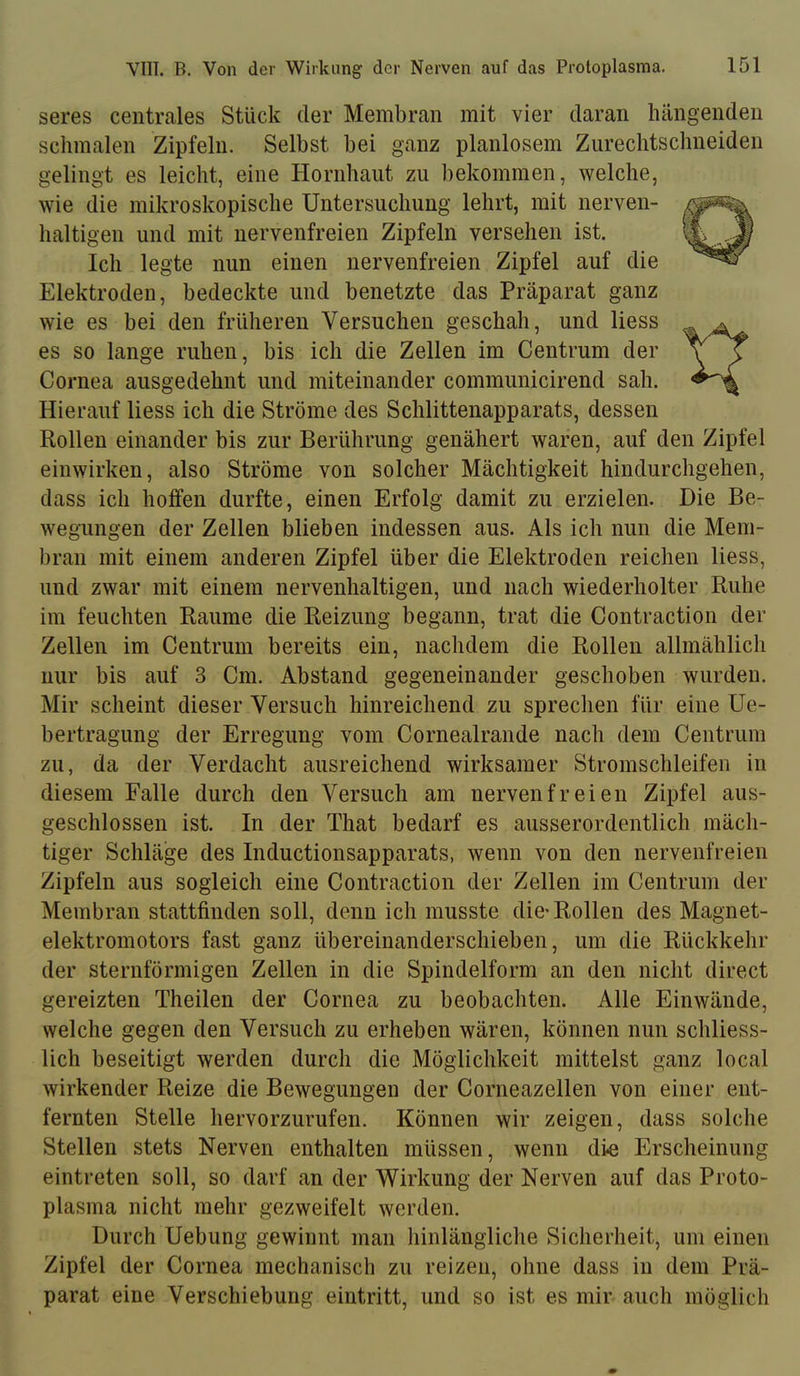 seres centrales Stück der Membran mit vier daran hängenden schmalen Zipfeln. Selbst bei ganz planlosem Zurechtschneiden gelingt es leicht, eine Hornhaut zu bekommen, welche, wie die mikroskopische Untersuchung lehrt, mit nerven- haltigen und mit nervenfreien Zipfeln versehen ist. Ich legte nun einen nervenfreien Zipfel auf die Elektroden, bedeckte und benetzte das Präparat ganz wie es bei den früheren Versuchen geschah, und liess es so lange ruhen, bis ich die Zellen im Centrum der Cornea ausgedehnt und miteinander communicirend sah. Hierauf liess ich die Ströme des Schlittenapparats, dessen Rollen einander bis zur Berührung genähert waren, auf den Zipfel einwirken, also Ströme von solcher Mächtigkeit hindurchgehen, dass ich hoffen durfte, einen Erfolg damit zu erzielen. Die Be- wegungen der Zellen blieben indessen aus. Als ich nun die Mem- bran mit einem anderen Zipfel über die Elektroden reichen liess, und zwar mit einem nervenhaltigen, und nach wiederholter Ruhe im feuchten Raume die Reizung begann, trat die Contraction der Zellen im Centrum bereits ein, nachdem die Rollen allmählich nur bis auf 3 Cm. Abstand gegeneinander geschoben wurden. Mir scheint dieser Versuch hinreichend zu sprechen für eine Ue- bertragung der Erregung vom Cornealrande nach dem Centrum zu, da der Verdacht ausreichend wirksamer Stromschleifen in diesem Falle durch den Versuch am nerven fr eien Zipfel aus- geschlossen ist. In der That bedarf es ausserordentlich mäch- tiger Schläge des Inductionsapparats, wenn von den nervenfreien Zipfeln aus sogleich eine Contraction der Zellen im Centrum der Membran stattfinden soll, denn ich musste die* Rollen des Magnet- elektromotors fast ganz Übereinanderschieben, um die Rückkehr der sternförmigen Zellen in die Spindelform an den nicht direct gereizten Theilen der Cornea zu beobachten. Alle Einwände, welche gegen den Versuch zu erheben wären, können nun schliess- lich beseitigt werden durch die Möglichkeit mittelst ganz local wirkender Reize die Bewegungen der Corneazellen von einer ent- fernten Stelle hervorzurufen. Können wir zeigen, dass solche Stellen stets Nerven enthalten müssen, wenn die Erscheinung eintreten soll, so darf an der Wirkung der Nerven auf das Proto- plasma nicht mehr gezweifelt werden. Durch Uebung gewinnt man hinlängliche Sicherheit, um einen Zipfel der Cornea mechanisch zu reizen, ohne dass in dem Prä- parat eine Verschiebung eintritt, und so ist es mir auch möglich