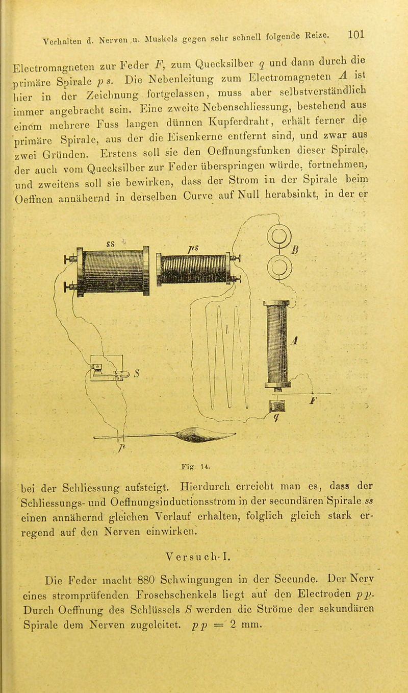 Electromagnetcn zur Feder F, zum Quecksilber q und dann durch die primäre Spirale p s. Die Nebenleitung zum Electromagnetcn A ist Ider in der Zeichnung fortgelassen, muss aber selbstverständlich immer angebracht sein. Eine zweite Nebenschliessung, bestehend aus einem mehrere Fuss langen dünnen Kupferdraht, erhält ferner die primäre Spirale, aus der die Eisenkerne entfernt sind, und zwar aus zwei Gründen. Erstens soll sie den Oeffnungsfunken dieser Spirale, der auch vom Quecksilber zur Feder überspringen würde, fortnehmen^ und zweitens soll sie bewirken, dass der Strom in der Spirale beim üeffnen annähernd in derselben Curve auf Null herabsinkt, in der er Fis U. bei der Schliessung aufsteigt. Hierdurch erreicht man es, dass der Schliessungs- und Oeffnungsinductionsstrom in der seeundären Spirale ss einen annähernd gleichen Verlauf erhalten, folglich gleich stark er- regend auf den Nerven einwirken. Versuch-1. Die Feder macht 880 Schwingungen in der Secunde. Der Nerv eines stromprüfenden Froschschcnkels liegt auf den Electroden p^>. Durch Ocffnung des Schlüssels Ä werden die Ströme der sekundären