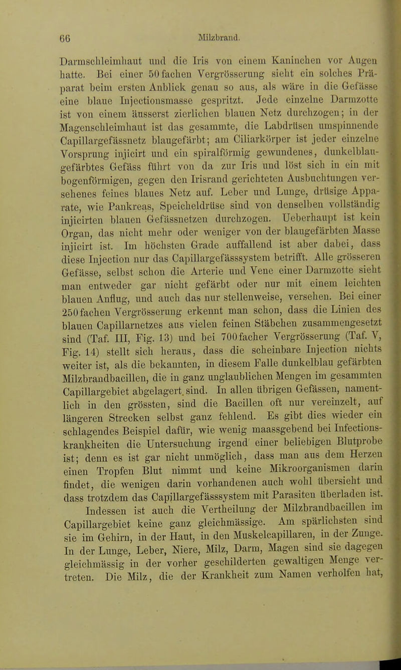 Darmscbleimliaut und die Iris von einem Kaninchen vor Augen hatte. Bei einer 50 fachen Vergrösserung sieht ein solches Prä- parat beim ersten Anblick genau so aus, als wäre in die Gefässe eine blaue Injectiousmasse gespritzt. Jede einzelne Darmzotte ist von einem äusserst zierlichen blauen Netz durchzogen; in der Magenschleimhaut ist das gesammte, die Labdrüsen umspinnende Capillargefässnetz blaugefärbt; am Ciliarkörper ist jeder einzelne Vorsprung injicirt und ein spiralförmig gewundenes, dunkelblau- gefärbtes Gefäss führt von da zur Iris und löst sich in ein mit bogenförmigen, gegen den Irisrand gerichteten Ausbuchtungen ver- sehenes feines blaues Netz auf. Leher und Lunge, drüsige Appa- rate, wie Pankreas, Speicheldrüse sind von denselben vollständig injicirten blauen Gefässnetzen durchzogen. Ueberhaupt ist kein Organ, das nicht mehr oder weniger von der blaugefärbten Masse injicirt ist. Im höchsten Grade auffallend ist aber dabei, dass diese Injection nur das Capillargefässsystem betrifft. Alle grösseren Gefässe, selbst schon die Arterie und Vene einer Darmzotte sieht man entweder gar nicht gefärbt oder nur mit einem leichten blauen Anflug, und auch das nur stellenweise, versehen. Bei einer 250 fachen Vergrösserung erkennt man schon, dass die Linien des blauen Capillarnetzes aus vielen feinen Stäbchen zusammengesetzt sind (Taf. III, Fig. 13) und bei 700facher Vergrösserung (Taf. V, Fig. 14) stellt sich heraus, dass die scheinbare Injection nichts weiter ist, als die bekannten, in diesem Falle dunkelblau gefärbten Milzbrandbacillen, die in ganz unglaublichen Mengen im gesammten Capillargebiet abgelagert, sind. In allen übrigen Gefässen, nament- lich in den grössten, sind die Bacillen oft nur vereinzelt, auf längeren Strecken selbst ganz fehlend. Es gibt dies wieder ein schlagendes Beispiel dafür, wie wenig maassgebend bei Infections- krankheiten die Untersuchung irgend' einer beliebigen Blutprobe ist; denn es ist gar nicht unmöglich, dass man aus dem Herzen einen Tropfen Blut nimmt und keine Mikroorganismen darin findet, die wenigen darin vorhandenen auch wohl tibersieht und dass trotzdem das Capillargefässsystem mit Parasiten überladen ist. Indessen ist auch die Vertheilung der Milzbrandbacillen im Capillargebiet keine ganz gleichmässige. Am spärlichsten sind sie im Gehirn, in der Haut, in den Muskelcapillaren, in der Zunge. In der Lunge, Leber, Niere, Milz, Darm, Magen sind sie dagegen gleichmässig in der vorher geschilderten gewaltigen Menge ver- treten. Die Milz, die der Krankheit zum Namen verholfen hat,