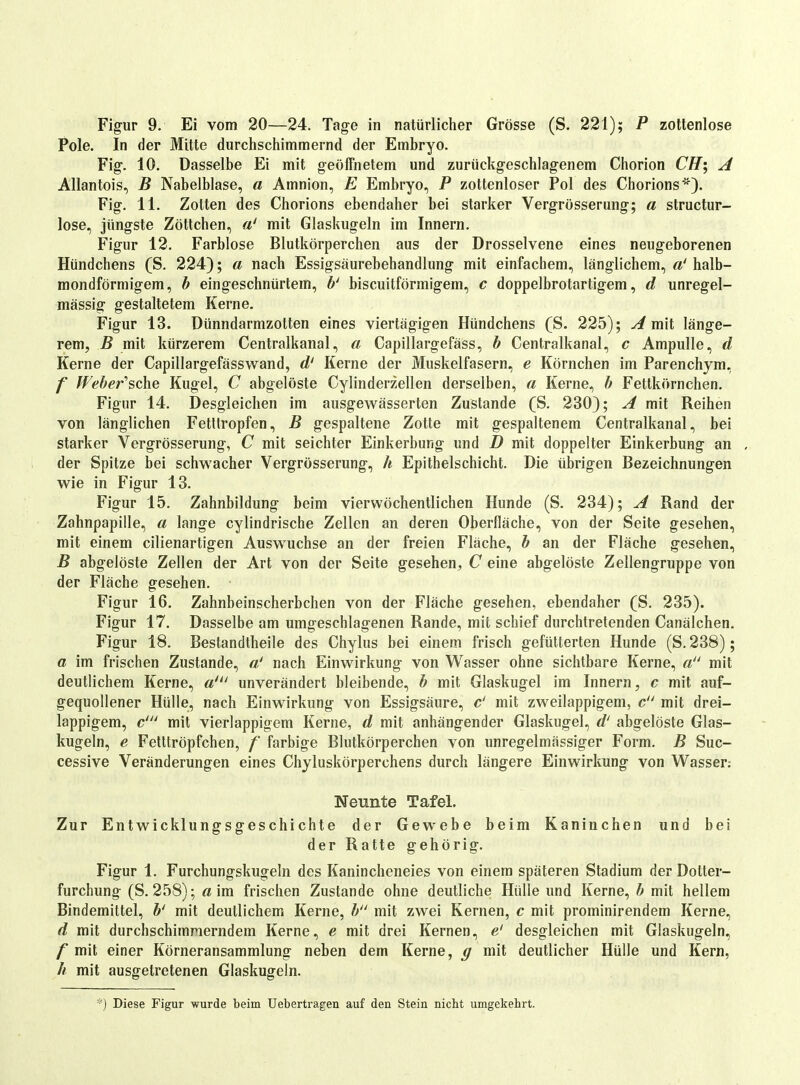 Pole. In der Mitte durchschimmernd der Embryo. Fig. 10. Dasselbe Ei mit geöffnetem und zurückgeschlagenem Chorion Cff; A Allantois, B Nabelblase, a Amnion, E Embryo, P zottenloser Pol des Chorions*). Fig. 11. Zotten des Chorions ebendaher bei starker Vergrüsserung; a structur- lose, jüngste Zöttchen, a' mit Glaskugeln im Innern. Figur 12. Farblose Blutkörperchen aus der Drosselvene eines neugeborenen Hündchens (S. 224); a nach Essigsäurebehandlung mit einfachem, länglichem, a' halb- mondförmigem, h eingeschnürtem, h' biscuitförmigem, c doppelbrotartigem, d unregel- mässig gestaltetem Kerne. Figur 13. Dünndarmzotten eines viertägigen Hündchens (S. 225); A mit länge- rem, B mit kürzerem Centraikanal, a Capillargefäss, h Centraikanal, c Ampulle, d Kerne der Capillargefässwand, d' Kerne der Muskelfasern, e Körnchen im Parenchym, f PFeber^sche Kugel, C abgelöste Cylinderzellen derselben, a Kerne, b Fettkörnchen. Figur 14. Desgleichen im ausgewässerten Zustande (S. 230); A mit Reihen von länglichen Fetlfropfen, B gespaltene Zotte mit gespaltenem Centraikanal, bei starker Vergrösserung, C mit seichter Einkerbung und D mit doppelter Einkerbung an , der Spitze bei schwacher Vergrösserung, h Epithelschicht. Die übrigen Bezeichnungen wie in Figur 13. Figur 15. Zahnbildung beim vierwöchentlichen Hunde (S. 234); A Rand der Zahnpapille, a lange cylindrische Zellen an deren Oberfläche, von der Seite gesehen, mit einem cilienartigen Auswüchse an der freien Fläche, b an der Fläche gesehen, B abgelöste Zellen der Art von der Seite gesehen, C eine abgelöste Zellengruppe von der Fläche gesehen. Figur 16. Zahnbeinscherbchen von der Fläche gesehen, ebendaher (S. 235). Figur 17. Dasselbe am umgeschlagenen Rande, mit schief durchtretenden Canälchen. Figur 18. Bestandtheile des Chylus bei einem frisch gefütterten Hunde (S. 238); a im frischen Zustande, a' nach Einwirkung von Wasser ohne sichtbare Kerne, mit deutlichem Kerne, a^ unverändert bleibende, b mit Glaskugel im Innern, c mit auf- gequollener Hülle, nach Einwirkung von Essigsäure, c' mit zweilappigeni, c mit drei- lappigem, c' mit vierlappigem Kerne, d mit anhängender Glaskugel, d' abgelöste Glas- kugeln, e Fetttröpfchen, /' farbige Blutkörperchen von unregelmässiger Form. B Suc- cessive Veränderungen eines Chyluskörperchens durch längere Einwirkung von Wasser; Neunte Tafel. Zur Entwicklungsgeschichte der Gewebe beim Kaninchen und bei der Ratte gehörig. Figur 1. Furchungskugeln des Kanincheneies von einem späteren Stadium der Dotter- furchung (S. 258); «im frischen Zustande ohne deutliche Hülle und Kerne, b mit hellem Bindemittel, mit deutlichem Kerne, b^' mit zwei Kernen, c mit prominirendem Kerne, d mit durchschimmerndem Kerne, e mit drei Kernen, e' desgleichen mit Glaskugeln, f mit einer Körneransammlung neben dem Kerne, ^ mit deutlicher Hülle und Kern, h mit ausgetretenen Glaskugeln. *) Diese Figur wurde beim Uebertragen auf den Stein nicht umgekehrt.