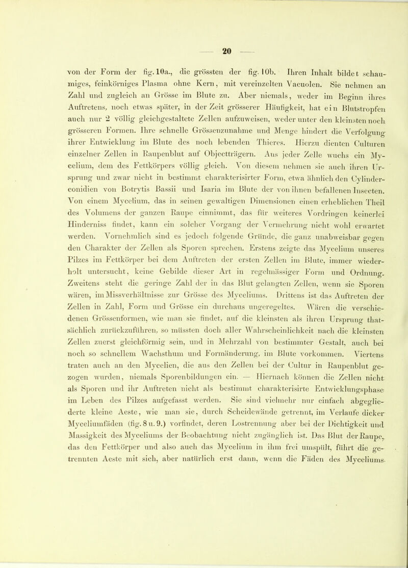 von der Form der %. 10a., die grössten der fig. lOb. Ihren Inhalt bildet schau- miges, feinkörniges Plasma ohne Kern, mit vereinzelten Vacuolen. Sie nehmen an Zahl und zugleich an Grösse im Blute zu. Aber niemals, weder im Beginn ihres Auftretens, noch etwas später, in der Zeit grösserer Häufigkeit, hat ein Blutstropfen auch nur 2 völlig gleichgestaltete Zellen aufzuweisen, weder unter den kleinsten noch grösseren Formen. Ihre schnelle Grössenzunahme und Menge hindert die Verfolgung ihrer Entwicklung im Blute des noch lebenden Thieres. Hierzu dienten Culturen einzelner Zellen in Eaupenblut auf Objectträgern. Aus jeder Zelle wuchs ein My- celium, dem des Fettkörpers völlig gleich. Von diesem nehmen sie auch ihren Ur- sprung und zwar nicht in bestimmt charakterisirter Form, etwa ähnlich den Cylinder- conidien von Botrytis Bassii und Isaria im Blute der von ihnen befallenen Insecten, Von einem Mycelium, das in seinen gewaltigen Dimensionen einen erheblichen Theil des Volumens der ganzen Raupe einnimmt, das für weiteres Vordringen keinerlei Hinderniss findet, kann ein solcher Vorgang der Vermehrung nicht wohl erwartet werden. Vornehmlich sind es jedoch folgende Gründe, die ganz unabweisbar gegen den Charakter der Zellen als Sporen sprechen. Erstens zeigte das Mycelium unseres Pilzes im Fettkörper bei dem Auftreten der ersten Zellen im Blute, immer wieder- holt untersucht, keine Gebilde dieser Art in regelmässiger Form und Ordnung, Zweitens steht die geringe Zahl der in das Blut gelangten Zellen, wenn sie Sporen wären, im Missverhältnisse zur Grösse des Myceliums. Drittens ist das Auftreten der Zellen in Zahl, Form und Grösse ein durchaus ungeregeltes. Wären die verschie- denen Grössenformen, wie man sie findet, auf die kleinsten als ihren Ursprung that- sächlich zurückzuführen, so müssten doch aller Wahrscheinlichkeit nach die kleinsten Zellen zuerst gleichförmig sein, und in Mehrzahl von bestimmter Gestalt, auch bei noch so schnellem Wachsthum und Formänderung, im Blute vorkommen. Viertens traten auch an den Mycelien, die aus den Zellen bei der Cultur in Raupenblut ge- zogen wurden, niemals Sporenbildungen ein. — Hiernach können die Zellen nicht als Sporen und ihr Auftreten nicht als bestimmt charakterisirte Entwicklungsphase im Leben des Pilzes aufgefasst werden. Sie sind vielmehr nur einfach abgeglie- derte kleine Aeste, wie man sie, durch Scheidewände getrennt, im Verlaufe dicker Myceliumfäden (fig. 8 u. 9.) vorfindet, deren Lostrennung aber bei der Dichtigkeit und Massigkeit des Myceliums der Beobachtung nicht zugänglich ist. Das Blut derRaupe,^ das den Fettkörper und also auch das Mycelium in ihm frei umspült, führt die ge- trennten Aeste mit sich, aber natürlich erst dann, wenn die Fäden des Myceliums-