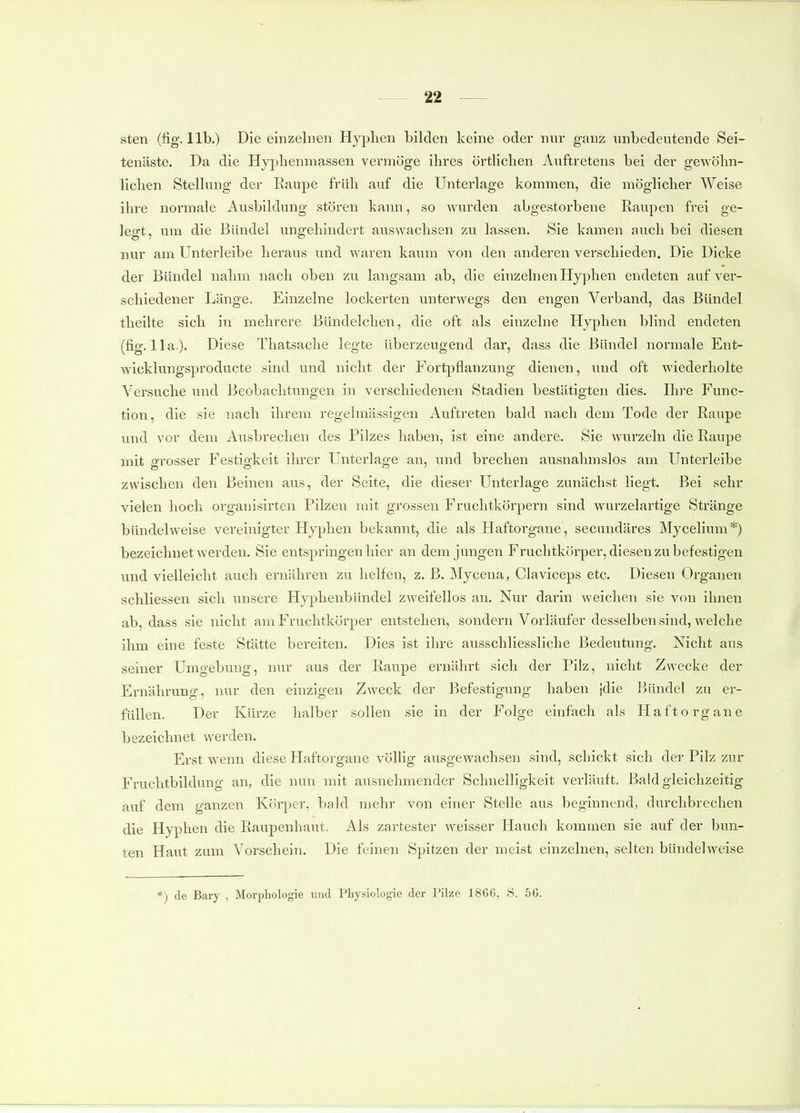 sten (fig. Hb.) Die einzelnen Hyplien bilden keine oder nur ganz unbedeutende Sei- tenäste. Da die Hyphenmassen vermöge ihres örtlichen Auftretens bei der gewöhn- lichen Stellang der Raupe früh auf die Unterlage kommen, die möglicher Weise ihre normale Ausbildung stören kann, so wurden abgestorbene Raupen frei ge- leo-t, um die Bündel ungehindert auswachsen zu lassen. Sie kamen auch bei diesen nur am Unterleibe heraus und waren kaum von den anderen verschieden. Die Dicke der Bündel nahm nach oben zu langsam ab, die einzelnen Hyphen endeten auf ver- schiedener Länge. Einzelne lockerten unterwegs den engen Verband, das Bündel theilte sich in mehrere Bündelchen, die oft als einzelne Hyphen blind endeten (fig. Ha ). Diese Thatsache legte überzeugend dar, dass die Bündel normale Ent- wicklungsproducte sind und nicht der Fortpflanzung dienen, und oft wiederholte Versuche und Beobachtungen in verschiedenen Stadien bestätigten dies. Ihre Funcf tion, die sie nach ihrem regelmässigen Auftreten bald nach dem Tode der Raupe und vor dem Ausbrechen des Pilzes haben, ist eine andere. Sie wurzeln die Raupe mit grosser Festigkeit ihrer Unterlage an, und brechen ausnahmslos am Unterleibe zwischen den Beinen aus, der Seite, die dieser Unterlage zunächst liegt. Bei sehr vielen hoch organisirten Pilzen mit grossen Fruchtkörpern sind wurzelartige Stränge bündelweise vereinigter Hyphen bekannt, die als Haftorgane, secundäres Mycelium*) bezeichnet werden. Sie entspringen hier an dem jungen Fruchtkörper, diesen zu befestigen und vielleicht auch ernähren zu helfen, z. ß. Mycena, Claviceps etc. Diesen Organen schliessen sich unsere Hyphenbündel zweifellos an. Nur darin weichen sie von ihnen ab, dass sie nicht am Fruchtkörper entstehen, sondern Vorläufer desselben sind, welche ihm eine feste Stätte bereiten. Dies ist ihre ausschliessliche Bedeutung. Nicht aus seiner Umgebung, nur aus der Raupe ernährt sich der Pilz, nicht Zwecke der Ernährung, nur den einzigen Zweck der Befestigung haben jdie Bündel zu er- füllen. Der Kürze halber sollen sie in der Folge einfach als Haftorgane bezeichnet werden. Erst wenn diese Haftorgane völlig ausgewachsen sind, schickt sich der Pilz zur Fruchtbildung an, die nun mit ausnehmender Schnelligkeit verläuft. Bald gleichzeitig auf dem ganzen Körper, bald mehr von einer Stelle aus beginnend, durchbrechen die Hyphen die Raupenhaut. Als zartester weisser Hauch kommen sie auf der bun- ten Haut zum Vorschein. Die feinen Spitzen der meist einzelnen, selten bündelweise *) de Bary , Morphologie und Physiologie der Pilze 1866, S. 56.