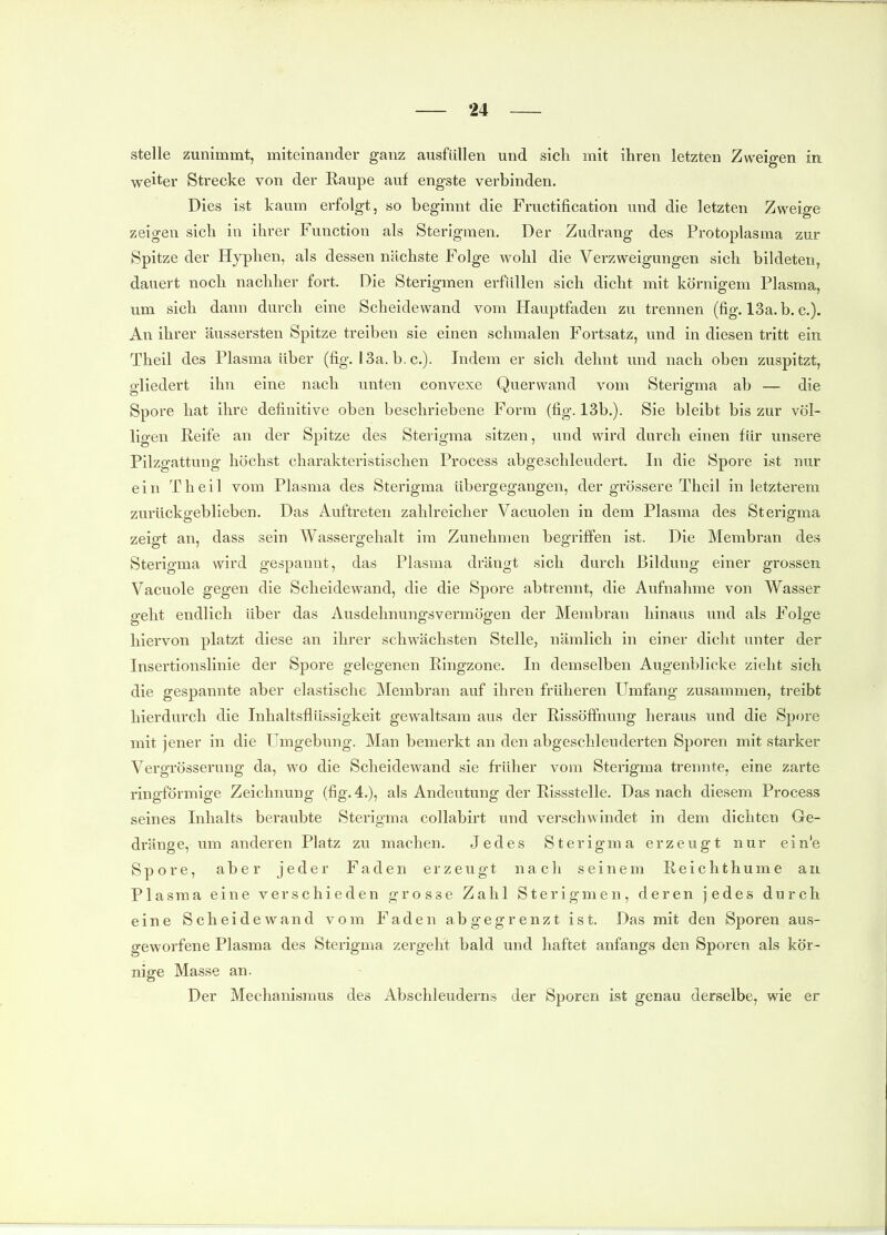 stelle zunimmt, miteinander ganz ausfüllen und sich mit ihren letzten Zweigen in weiter Strecke von der Raupe auf engste verbinden. Dies ist kaum erfolgt, so beginnt die Fructification und die letzten Zweige zeigen sich in ihrer Function als Sterigmen. Der Zudrang des Protoplasma zur Spitze der Hyphen, als dessen nächste Folge wohl die Verzweigungen sich bildeten, dauert noch nachher fort. Die Sterigmen erfüllen sich dicht mit körnigem Plasma, um sich dann durch eine Scheidewand vom Hauptfaden zu trennen (fig. 13a.b. c). An ihrer äussersten Spitze treiben sie einen schmalen Fortsatz, und in diesen tritt ein Theil des Plasma über (fig. I3a. b. c). Indem er sich dehnt und nach oben zuspitzt, gliedert ihn eine nach unten convexe Querwand vom Sterigma ab — die Spore hat ihre definitive oben beschriebene Form (fig. 13b.). Sie bleibt bis zur völ- ligen Reife an der Spitze des Sterigma sitzen, und wird durch einen für unsere Pilzgattung höchst charakteristischen Process abgeschleudert. In die Spore ist nur ein Theil vom Plasma des Sterigma übergegangen, der grössere Theil in letzterem zurückgeblieben. Das Auftreten zahlreicher Vacuolen in dem Plasma des Sterigma zeigt an, dass sein Wassergehalt im Zunehmen begriffen ist. Die Membran des Sterigma wird gespannt, das Plasma drängt sich durch Bildung einer grossen Vacuole gegen die Scheidewand, die die Spore abtrennt, die Aufnahme von Wasser geht endlich über das Ausdehnungsvermögen der Membran hinaus und als Folge hiervon platzt diese an ihrer schwächsten Stelle, nämlich in einer dicht unter der Insertionslinie der Spore gelegenen Ringzone. In demselben Augenblicke zieht sich die gespannte aber elastische Membran auf ihren früheren Umfang zusammen, treibt hierdurch die Inhaltsflüssigkeit gewaltsam aus der Rissöffnung heraus und die Spore mit jener in die Umgebung. Man bemerkt an den abgeschleuderten Sporen mit starker Vergrösserung da, wo die Scheidewand sie früher vom Sterigma trennte, eine zarte ringförmige Zeichnung (fig. 4.), als Andeutung der Rissstelle. Das nach diesem Process seines Inhalts beraubte Sterigma collabirt und verschwindet in dem dichten Ge- dränge,um anderen Platz zu machen. Jedes Sterigma erzeugt nur ein'e Spore, aber jeder Faden erzeugt nach seinem Reichthume an Plasma eine verschieden grosse Zahl Sterigmen, deren jedes durch eine Scheidewand vom Faden abgegrenzt ist. Das mit den Sporen aus- geworfene Plasma des Sterigma zergeht bald und haftet anfangs den Sporen als kör- nige Masse an. Der Mechanismus des Abschleuderns der Sporen ist genau derselbe, wie er
