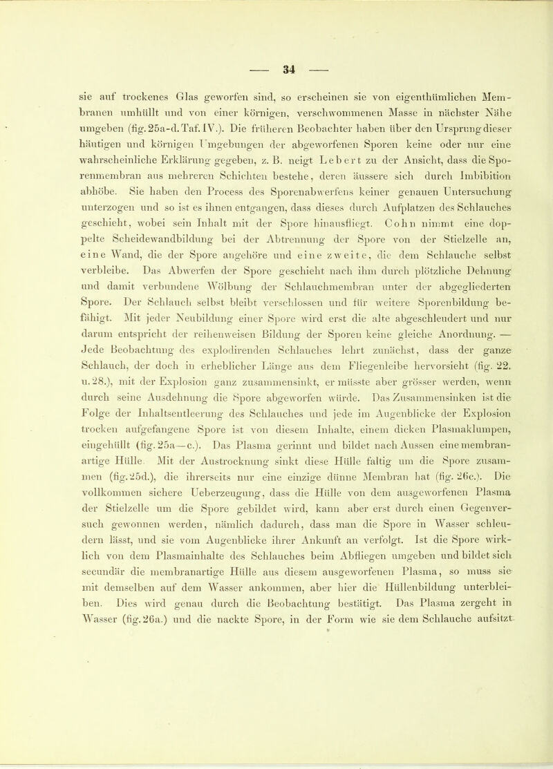 sie auf trockenes Glas geworfen sind, so erscheinen sie von eigentlitimlichen Mem- branen umhüllt und von einer körnigen, verschwommenen Masse in nächster Nähe umgeben (fig.25a-d.Taf. IV.). Die früheren Beobachter haben über den Ursprung dieser häutigen und körnigen Umgebungen der abgeworfenen Sporen keine oder nur eine wahrscheinliche Erklärung gegeben, z.B. neigt Leb er t zu der Ansicht, dass die Spo- renmembran aus mehreren Schichten bestehe, deren äussere sich durch Imbibition abhöbe. Sie haben den Process des Sporenabwerfens keiner genauen Untersuchung unterzogen und so ist es ihnen entgangen, dass dieses durch Aufplatzen des Schlauches geschieht, wobei sein Inhalt mit der Spore hinausfliegt. Cohn nimmt eine dop- pelte Scheidewandbildung bei der Abtrennung der Spore von der Stielzelle an, eine Wand, die der Spore angehöre und eine zweite, die dem Schlauche selbst verbleibe. Das Abwerfen der Spore geschieht nach ihm durch plötzliche Dehnung und damit verbundene Wölbung der Schlauchmembran unter der abgegliederten Spore. Der Schlauch selbst bleibt verschlossen und für weitere Sporenbildung be- fähigt. Mit jeder Neubildung einer Spore wird erst die alte abgeschleudert und nur darum entspricht der reihenweisen Bildung der Sporen keine gleiche Anorcbmng. — Jede Beobachtung des explodirenden Schlauches lehrt zunächst, dass der ganze Schlauch, der doch in erheblicher Länge aus dem Fliegenleibe hervorsieht (fig. 22. u. 28.), mit der Explosion ganz zusammensinkt, er müsste aber grösser werden, wenn durch seine Ausdehnung die Spore abgeworfen würde. Das Zusammensinken ist die Folge der Inhaltsentleerung des Schlauches und jede im Augenblicke der Explosion trocken aufgefangene Spore ist von diesem Inhalte, einem dicken Plasmaklumpen, eingehüllt (fig. 25a—c). Das Plasma gerinnt und bildet nach Aussen eine membran- artige Hülle. Mit der Austrocknung sinkt diese Hülle faltig um die Spore zusam- men (fig.25d.), die ihrerseits nur eine einzige dünne Membran hat (fig. 26c.). Die vollkommen sichere Ueberzeugung, dass die Hülle von dem ausgeworfenen Plasma der Stielzelle um die Spore gebildet wird, kann aber erst durch einen Gegenver- such gewonnen werden, nämlich dadurch, dass man die Spore in Wasser schleu- dern lässt, und sie vom Augenblicke ihrer Ankunft an verfolgt. Ist die Spore wirk- lich von dem Plasmainhalte des Schlauches beim Abfliegen umgeben und bildet sich secundär die membranartige Hülle aus diesem ausgeworfenen Plasma, so muss sie mit demselben auf dem Wasser ankommen, aber hier die Hüllenbildung unterblei- ben. Dies wird genau durch die Beobachtung bestätigt. Das Plasma zergeht in Wasser (fig. 26a.) und die nackte Spore, in der Form wie sie dem Schlauche aufsitzt