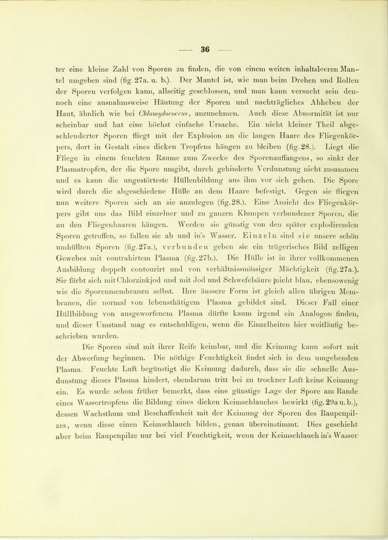 ter eine kleine Zahl von Sporen zu finden, die von einem weiten inhaltsleeren Man^ tel umgeben sind (fig. 27a. u. b.). Der Mantel ist, wie man beim Drehen und Rollen der Sporen verfolgen kann, allseitig geschlossen, und man kann versucht sein den- noch eine ausnahmsweise Häutung der Sporen und nachträgliches Abheben der Haut, ähnlich wie bei Chlimydococcus ^ anzunehmen. Auch diese Abnormität ist nur scheinbar und hat eine höchst einfache Ursache. Ein nicht kleiner Theil abge- schleuderter Sporen fliegt mit der Explosion an die langen Haare des Fliegenkör- pers, dort in Gestalt eines dicken Tropfens hängen zu bleiben (fig. 28.). Liegt die Fliege in einem feuchten Räume zum Zwecke des Sporenauflfangens, so sinkt der Plasmatropfen, der die Spore umgibt, durch gehinderte Verdunstung nicht zusammen und es kann die ungestörteste Hüllenbildung aus ihm vor sich gehen. Die Spore wird durch die abgeschiedene Hülle an dem Haare befestigt. Gegen sie fliegen nun weitere Sporen sich an sie anzulegen (fig. 28.). Eine Ansicht des Fliegenkör- pers gibt uns das Bild einzelner und zu ganzen Khimpen verbundener Sporen, die an den Fliegenhaaren hängen. Werden sie günstig von den später explodirenden Sporen getroffen, so fallen sie ab und in's Wasser. Einzeln sind s i e unsere schön umhüllten Sporen (fig.27a.), verbunden geben sie ein trügerisches Bild zelhgen Gewebes mit contrahirtem Plasma (fig. 27b.). Die Hülle ist in ihrer vollkommenen Ausbildung doppelt contourirt und von verhältnissmässiger Mächtigkeit (fig. 27a.). Sie färbt sich mit Chlorzinkjod und mit Jod und Schwefelsäure jnicht blau, ebensowenig wie die Sporenmembranen selbst. Ihre äussere Form ist gleich allen übrigen Mem- branen, die normal von lebensthätigem Plasma gebildet sind. Dieser Fall einer Hüllbildung von ausgeworfenem Plasma dürfte kaum irgend ein Analogon finden, und dieser Umstand mag es entschuldigen, wenn die Einzelheiten hier weitläufig be- schrieben wurden. Die Sporen sind mit ihrer Reife keimbar, und die Keimung kann sofort mit der Abwerfung beginnen. Die nöthige Feuchtigkeit findet sich in dem umgebenden, Plasma. Feuchte Luft begünstigt die Keimung dadurch, dass sie die schnelle Aus- dunstung dieses Plasma hindert, ebendarum tritt bei zu trockner Luft keine Keimung- ein. Es wurde schon früher bemerkt, dass eine günstige Lage der Spore am Rande eines Wassertropfens die Bildung eines dicken Keimschlauches bewirkt (fig. 29au. b.)^ dessen Wachsthum und Beschalfenheit mit der Keimung der Sporen des Raupenpil- zes, wenn diese einen Keimschlauch bilden, genau übereinstimmt. Dies geschieht aber beim Raupenpilze nur bei viel Feuchtigkeit, wenn der Keimschlauch in's Wasser-