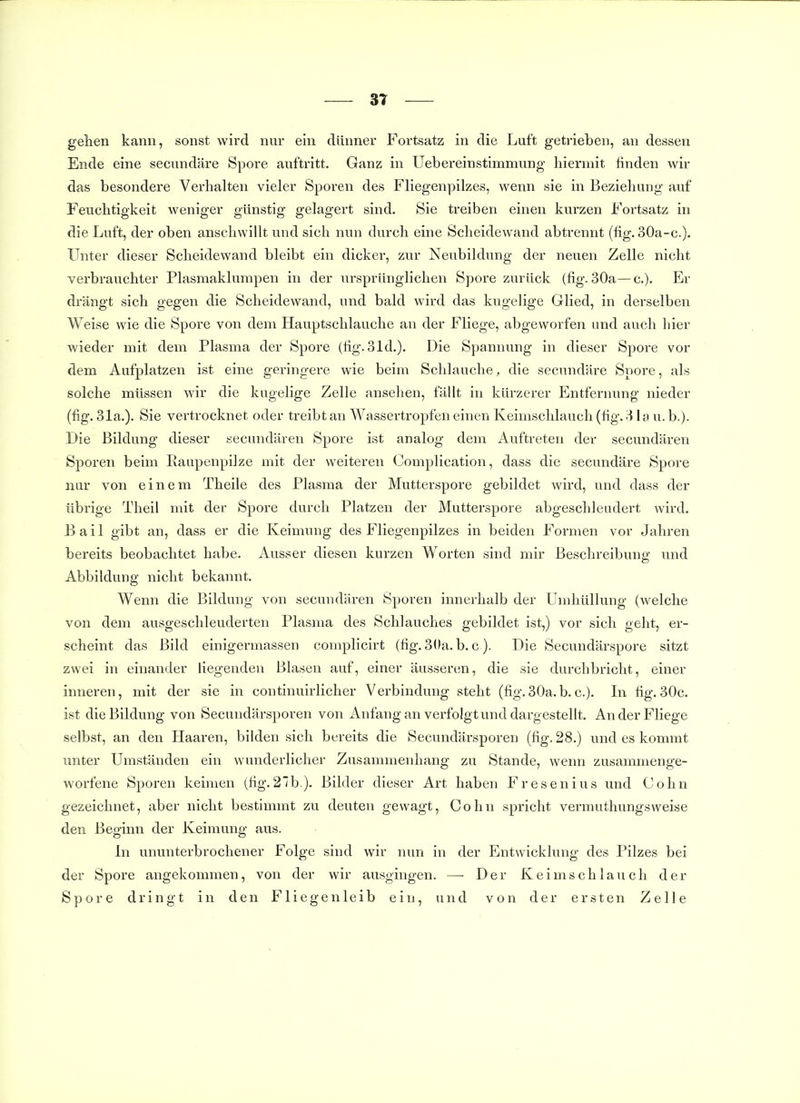 ST gehen kann, sonst wird nur ein dünner Fortsatz in die Luft getrieben, an dessen Ende eine secimdäre Spore auftritt. Ganz in Uebereinstimmung hiermit finden wir das besondere Verhalten vieler Sporen des Fliegenpilzes, wenn sie in Beziehung auf Feuchtigkeit weniger günstig gelagert sind. Sie treiben einen kurzen Fortsatz in die Luft, der oben anschwillt und sich nun durch eine Scheidewand abtrennt (hg. 30a-c.). Unter dieser Scheidewand bleibt ein dicker, zur Neubildung der neuen Zelle nicht verbrauchter Plasmaklurapen in der ursprünglichen Spore zurück (fig. 30a—c). Er drängt sich gegen die Scheidewand, und bald wird das kugelige Glied, in derselben Weise wie die Spore von dem Hauptschlauche an der Fliege, abgeworfen und auch hier wieder mit dem Plasma der Spore (fig. 31d.). Die Spannung in dieser Spore vor dem Aufplatzen ist eine geringere wie beim Schlauche, die secundäre Spore, als solche müssen wir die kugelige Zelle ansehen, fällt in kürzerer Entfernung nieder (fig. 31a.). Sie vertrocknet oder treibt an AVass er tropfen einen Keimschlauch (fig. ^ la u. b.). Die Bildung dieser secundären Spore ist analog dem Auftreten der secundären Sporen beim Eaupenpilze mit der weiteren Complication, dass die secundäre Spore imr von einem Theile des Plasma der Mutterspore gebildet wird, und dass der übrige Theil mit der Spore durch Platzen der Mutterspore abgeschleudert wird. Bail gibt an, dass er die Keimung des Fliegenpilzes in beiden Formen vor Jahren bereits beobachtet habe. Ausser diesen kurzen Worten sind mir Beschreibung und Abbildung nicht bekannt. Wenn die Bildung von secundären Sporen innerhalb der Uinhüllung (welche von dem ausgeschleuderten Plasma des Schlauches gebildet ist,) vor sich geht, er- scheint das Bild einigermassen comphcirt (hg. 3()a. b. c). Die Secundärspore sitzt zwei in einander liegenden Blasen auf, einer äusseren, die sie durchbricht, einer inneren, mit der sie in continuirlicher Verbindung steht (fig.30a.b.c.). In hg.30c. ist die Bildung von Secundärsporen von Anfang an verfolgt und dargesteht. An der Fliege selbst, an den Haaren, bilden sich bereits die Secundärsporen (fig. 28.) und es kommt unter Umständen ein wunderlicher Zusammenhang zu Stande, wenn zusammenge- worfene Sporen keimen (fig.2b.). Bilder dieser Art haben Fresenius und Cohn gezeichnet, aber nicht bestimmt zu deuten gewagt, Cohn spricht vermuthungsweise den Beginn der Keimung aus. In ununterbrochener Folge sind wir nun in der Entwicklung des Pilzes bei der Spore angekommen, von der wir ausgingen. —■ Der Keim schlauch der Spore dringt in den Fliegen leib ein, und von der ersten Zelle