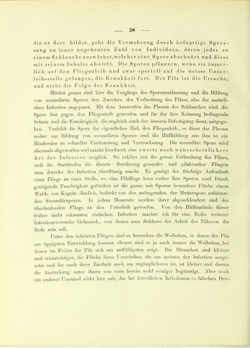 die er dort bildet, geht die Vermehrung durch liefe artige Spros- sung zu jener ungeheuren Zahl von Individuen, deren jedes zu einem Schlaucheaus wächst,welche reine Spore abschnürt und diese mit seinem Inhalte abwirft. Die Sporen pflanzen, wenn sie äusser- lich auf den Fliegenleib und zwar speciell auf die weisse Unter- leibsstelle gelangen, die Krankheit fort. Der Pilz ist die Ursache, und nicht die Folge der Krankheit. Höchst genau sind hier die Vorgänge der Sporenentleerung und die Bildung von secundären Sporen den Zwecken der Verbreitung des Pilzes, also der natürli- chen Infection angepasst. Mit dem Auswerfen des Plasma des Schlauches wird die Spore fest gegen den Fliegenleib geworfen und ihr der ihre Keimung bedingende Schutz und die Feuchtigkeit, die zugleich auch der äussern Befestigung dient, mitgege- ben. Verfehlt die Spore ihr eigentliches Ziel, den Fliegenleib, so dient das Plasma weiter zur Bildung von secundären Sporen und die Hüllbildung aus ihm ist ein Hinderniss zu schneller Verdunstung und Vertrocknung. Die secundäre Spore wird abermals abgeworfen und macht hierdurch eine zweite noch wahrscheinlichere Art der Infection möglich. Sie erklärt erst die grosse Verbreitung des Pilzes, weil ihr Stattfinden die directe Berührung gesunder und pilzkranker Fliegen zum Zwecke der Infection überflüssig macht. Es genügt der flüchtige Aufenthalt einer Fliege an einer Stelle, wo eine Pilzfliege kurz vorher ihre Sporen warf. Durch genügende Feuchtigkeit gefördert ist die ganze mit Sporen bevvorfene Fläche einem Walde von Kegeln ähnlich, bedeckt von den aufragenden, der Mutterspore aufsitzen- den Secundärsporen. In jedem Momente werden ihrer abgeschleudert und der überlaufenden Fliege an den Unterleib geworfen. Von deni Hülfsraitteln dieser früher nicht erkannten einfachen Infection machte ich für eine Reihe weiterer Infectionsversuche Gebrauch, von denen zum Schlüsse der Arbeit des Näheren die Rede sein soll. Unter den inficirten Fliegen sind es besonders die Weibchen, in denen der Pilz zur üppigsten Entwicklung kommt, ebenso sind es ja auch immer die Weibchen, bei denen im Freien der Pilz sich am auffälligsten zeigt. Die Männchen sind kleiner und schmächtiger, die Fläche ihres Unterleibes, die am meisten der Infection ausge- setzt und ihr nach ihrer Zartheit auch am zugänglichsten ist, ist kleiner und darum die Ansteckung unter ihnen von vorn herein wohl weniger begünstigt. Aber noch ein anderer Umstand wirkt hier mit, der bei künstlichen Infectionen zu falschen Deu-
