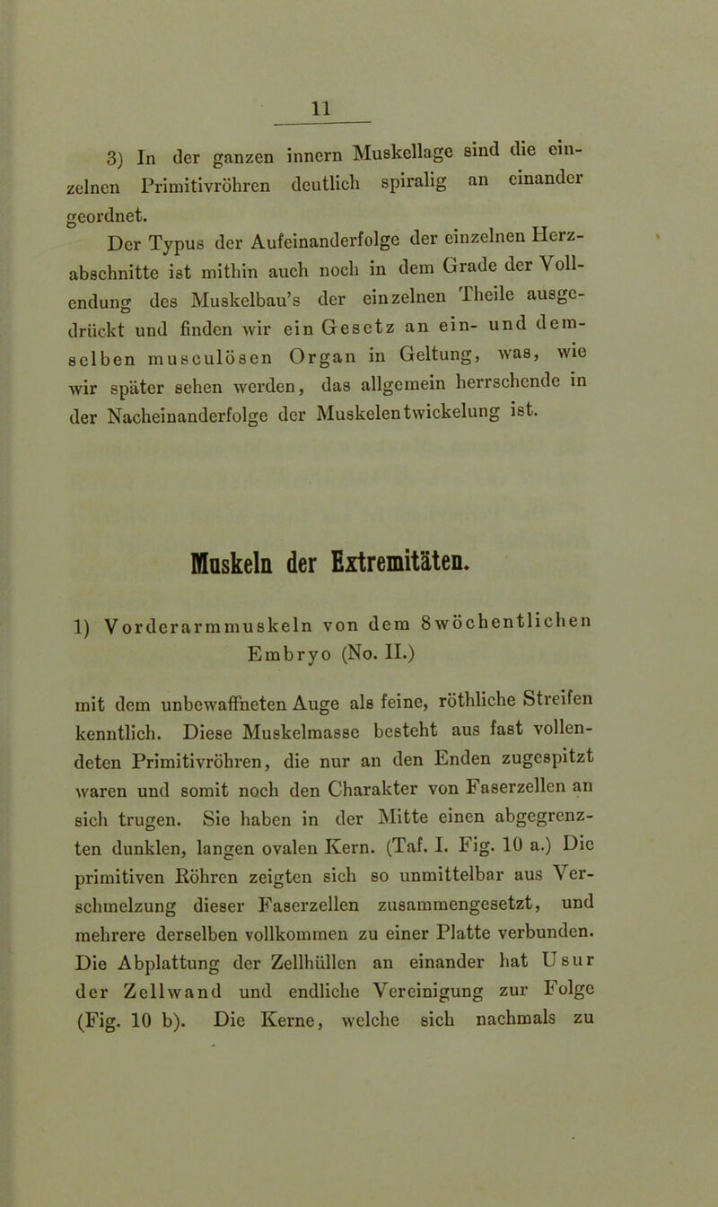 3) ln der ganzen innern Muskellage sind die ein- zelnen Primitivröhren deutlich spiralig an einandei geordnet. Der Typus der Aufeinanderfolge der einzelnen Herz- abschnitte ist mithin auch noch in dem Grade der Voll- endung des Muskelbau’s der einzelnen 1 heile ausge- drückt und finden wir ein Gesetz an ein- und dem- selben musculösen Organ in Geltung, was, wie wir später sehen werden, das allgemein herrschende in der Nacheinanderfolge der Muskelentwickelung ist. Muskeln der Extremitäten. 1) Vorderarmmuskeln von dem 8wöchentlichen Embryo (No. II.) mit dem unbewaffneten Auge als feine, röthliche Streifen kenntlich. Diese Muskelmasse besteht aus fast vollen- deten Primitivröhren, die nur an den Enden zugespitzt waren und somit noch den Charakter von Faserzellen an sich trugen. Sie haben in der Mitte einen abgegrenz- ten dunklen, langen ovalen Kern. (Taf. I. Fig. 10 a.) Die primitiven Röhren zeigten sich so unmittelbar aus Ver- schmelzung dieser Faserzellen zusammengesetzt, und mehrere derselben vollkommen zu einer Platte verbunden. Die Abplattung der Zellhüllen an einander hat Usur der Zellwand und endliche Vereinigung zur Folge (Fig. 10 b). Die Kerne, welche sich nachmals zu