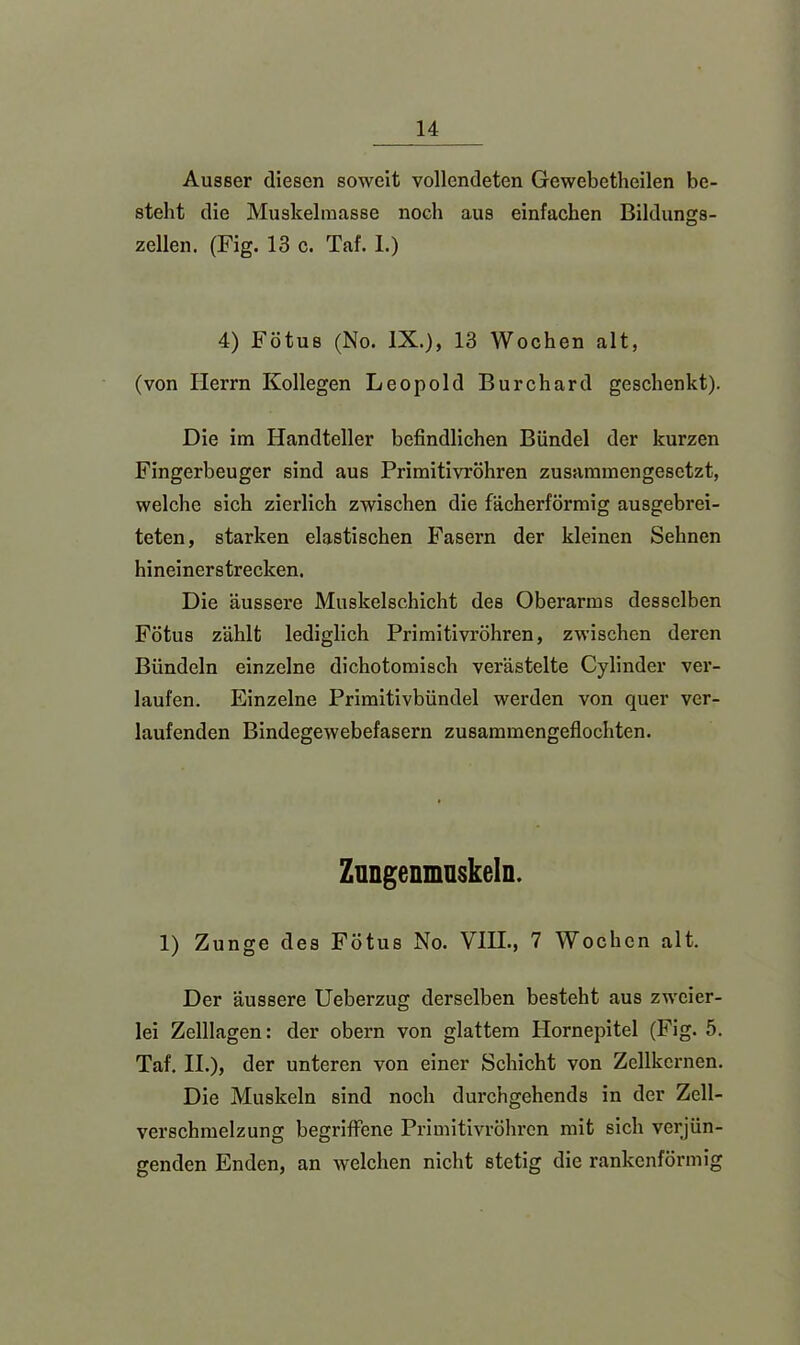 Ausser diesen soweit vollendeten Gewebetheilen be- steht die Musltelinasse noch aus einfachen Bildungs- zellen. (Fig. 13 c. Taf. 1.) 4) Fötus (No. IX.), 13 Wochen alt, (von Herrn Kollegen Leopold Burchard geschenkt). Die im Handteller befindlichen Bündel der kurzen Fingerbeuger sind aus Primitivröhren zusammengesetzt, welche sich zierlich zwischen die fächerförmig ausgebrei- teten, starken elastischen Fasern der kleinen Sehnen hineinerstrecken. Die äussei'e Muskelschicht des Oberarms desselben Fötus zählt lediglich Primitivröhren, zwischen deren Bündeln einzelne dichotomisch verästelte Cylinder ver- laufen. Einzelne Primitivbündel werden von quer ver- laufenden Bindegewebefasern zusammengeflochten. Zungenmaskeln. 1) Zunge des Fötus No. VIII., 7 Wochen alt. Der äussere Ueberzug derselben besteht aus zweier- lei Zelllagen: der obern von glattem Hornepitel (Fig. 5. Taf. II.), der unteren von einer Schicht von Zellkernen. Die Muskeln sind noch durchgehends in der Zcll- verschmelzung begriffene Primitivröhren mit sich verjün- genden Enden, an welchen nicht stetig die rankenförmig