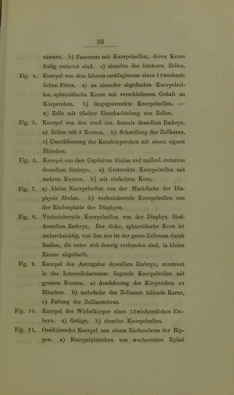 Flg. G Fig. 7 Fig. 8 Fig. 9 Fig. 10 Fig. 11 93 räumen, b) Fasernetz mit Knorpelzellen, deren Kerne fettig entartet sind, c) einzelne der letzteren Zellen. . Knorpel von dem labrum cartilagineum eines 13 wöchent- lichen Fötus, a) an einander abgeflachte Knorpelzel- len, sphäroidische Kerne mit verschiedenem Gehalt an Körperchen. b) längsgestreckte Knorpelzellen. — a) Zelle mit 2facher Einschachtelung von Zellen. a) Zellen mit 2 Kernen, b) Schwellung des Zellkerns, c) Umschliessung der Kernkörperchen mit einem eignen Bläschen. . Knorpel von dem Capitulum fibulae und malleol. externus desselben Embryo. a) Gestreckte Knorpelzellen mit mehren Kernen, b) mit einfachem Kern. . a) kleine Knorpelzellen von der Markfläche der Dia- physis fibulae. b) verknöchernde Knorpelzellen von der llindenplatte der Diaphyse. . Verknöchernde Knorpelzellen von der Diaphys. fibul. desselben Embryo. Der dicke, sphäroidische Kern ist undurchsichtig, von ihm aus ist der ganze Zellraum durch Radien, die unter sich faserig verbunden sind, in kleine Räume abgetheilt. . Knorpel des Astragalus desselben Embryo, zerstreut in der Intercellularmasse liegende Knorpelzellen mit grossen Kernen, a) Ausdehnung des Körperchen zu Bläschen, b) mehrfache das Zellumen füllende Kerne, c) Faltung der Zelllmembran. . Knorpel des Wirbelkörper eines 13wöchentlichen Em- bryo. a) Gefüge, b) einzelne Knorpelzellen. . Ossificirendcr Knorpel aus einem Enchondrom der Rip- pen. a) Knorpelplättchen von wucherndem Epitel