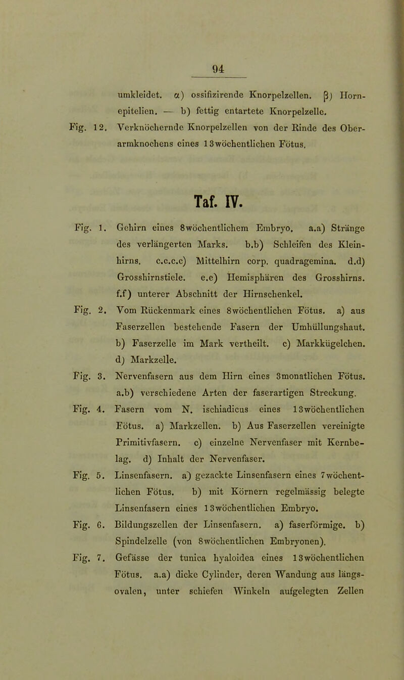 Fig. 12 Fig. 1 Fig. 2 Fig. 3 Fig. 4 Fig. 5 Fig. G Fig. 7 umkleidet, a) ossifizirende Knorpelzellen, ß) Ilorn- epitelien. — b) fettig entartete Knorpelzelle. , Verknöchernde Knorpelzellen von der Kinde des Ober- armknochens eines 13wöchentlichen Fötus. Taf. IV. . Gehirn eines 8wöchentlichem Embryo, a.a) Stränge des verlängerten Marks. b.b) Schleifen des Klein- hirns. c.c.c.c) Mittelhirn corp. quadragemina. d.d) Grosshirnstiele. e.e) Hemisphären des Grosshirns, f.f) unterer Abschnitt der Hirnschenkel. . Vom Rückenmark eines 8 wöchentlichen Fötus, a) aus Faserzellen bestehende Fasern der Umhüllungshaut, b) Faserzelle im Mark vertheilt. c) Markkügelchen, d) Markzelle. . Nervenfasern aus dem Hirn eines 3monatlichen Fötus, a.b) verschiedene Arten der faserartigen Streckung. . Fasern vom N. ischiadicus eines 13 wöchentlichen Eötus. a) Markzellen, b) Aus Faserzellen vereinigte Primitivfasern. c) einzelne Nervenfaser mit Kernbe- lag. d) Inhalt der Nervenfaser. . Linsenfasern, a) gezackte Linsenfasern eines 7wöchent- lichen Fötus. b) mit Körnern regelmässig belegte Linsenfasern eines 13wöchentlichen Embryo. . Bildungszellen der Linsenfasern, a) faserförmige, b) Spindelzelle (von Swöchentlichen Embryonen). . Gefässe der tunica hyaloidea eines 13wöchentlichen Fötus, a.a) dicke Cylinder, deren Wandung aus längs- ovalen, unter schiefen Winkeln aufgelegten Zellen