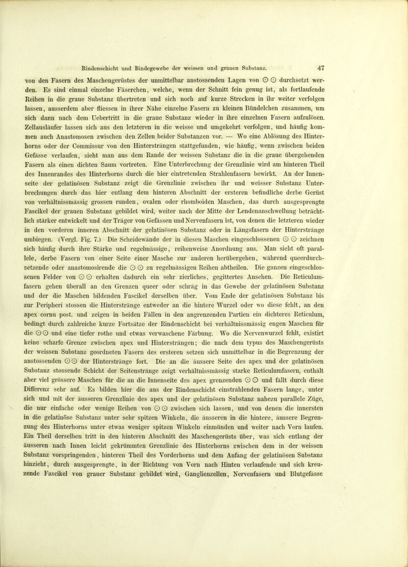 von den Fasern des Maschengerüstes der unmittelbar anstossenden Lagen von O G durchsetzt wer- den. Es sind einmal einzelne Fäserchen, welche, wenn der Schnitt fein genug ist, als fortlaufende Reihen in die graue Substanz übertreten und sich noch auf kurze Strecken in ihr weiter verfolgen lassen, ausserdem aber fliessen in ihrer Nähe einzelne Fasern zu kleinen Bündelchen zusammen, um sich dann nach dem Uebertritt in die graue Substanz wieder in ihre einzelnen Fasern aufzulösen. Zellausläufer lassen sich aus den letzteren in die weisse und umgekehrt verfolgen, und häufig kom- men auch Anastomosen zwischen den Zellen.beider Substanzen vor. — Wo eine Ablösung des Hinter- horns oder der Commissur von den Hintersträngen stattgefunden, wie häufig, wenn zwischen beiden Gefässe verlaufen, sieht man aus dem Rande der weissen Substanz die in die graue übergehenden Fasern als einen dichten Saum vortreten. Eine Unterbrechung der Grenzlinie wird am hinteren Theil des Innenrandes des Hinterhorns durch die hier eintretenden Strahlenfasern bewirkt. An der Innen- seite der gelatinösen Substanz zeigt die Grenzlinie zwischen ihr und weisser Substanz Unter- brechungen durch das hier entlang dem hinteren Abschnitt der ersteren befindliche derbe Gerüst von verhältnissmässig grossen runden, ovalen oder rhomboiden Maschen, das durch ausgesprengte Fascikel der grauen Substanz gebildet wird, weiter nach der Mitte der Lendeuanschwellung beträcht- lich stärker entwickelt und der Träger von Gefässen und Nervenfasern ist, von denen die letzteren wieder in den vorderen inneren Abschnitt der gelatinösen Substanz oder in Längsfasern der Hinterstränge umbiegen. (Vergl. Fig. 7.) Die Scheidewände der in diesen Maschen eingeschlossenen O O zeichnen sich häufig durch ihre Stärke und regelmässige, reihenweise Anordnung aus. Man sieht oft paral- lele, derbe Fasern von einer Seite einer Masche zur anderen herübergehen, während queerdurch- setzende oder anastomosirende die O O zu regelmässigen Reihen abtheilen. Die ganzen eingeschlos- senen Felder von O O erhalten dadurch ein sehr zierliches, gegittertes Ansehen. Die Reticulum- fasern gehen überall an den Grenzen queer oder schräg in das Gewebe der gelatinösen Substanz und der die Maschen bildenden Fascikel derselben über. Vom Ende der gelatinösen Substanz bis zur Peripheri stossen die Hinterstränge entweder an die hintere Wurzel oder wo diese fehlt, an den apex cornu post. und zeigen in beiden Fällen in den angrenzenden Partien ein dichteres Reticulum, bedingt durch zahlreiche kurze Fortsätze der Rindenschicht bei verhältnissmässig engen Maschen für die OO und eine tiefer rothe und etwas verwaschene Färbung. Wo die Nervenwurzel fehlt, existirt keine scharfe Grenze zwischen apex und Hintersträngen; die nach dem typus des Maschengerüsts der weissen Substanz geordneten Fasern des ersteren setzen sich unmittelbar in die Begrenzung der anstossenden OO der Hinterstränge fort. Die an die äussere Seite des apex und der gelatinösen Substanz stossende Schicht der Seitenstränge zeigt verhältnissmässig starke Reticulumfasern, enthält aber viel grössere Maschen für die an die Innenseite des apex grenzenden O O und fällt durch diese Differenz sehr auf. Es bilden hier die aus der Rindenschicht einstrahlenden Fasern lange, unter sich und mit der äusseren Grenzhnie des apex und der gelatinösen Substanz nahezu parallele Züge, die nur einfache oder wenige Reihen von O O zwischen sich lassen, und von denen die innersten in die gelatinöse Substanz unter sehr spitzen Winkeln, die äusseren in die hintere, äussere Begren- zung des Hinterhorns unter etwas weniger spitzen Winkeln einmünden und weiter nach Vorn laufen. Ein Theil derselben tritt in den hinteren Abschnitt des Maschengerüsts über, was sich entlang der äusseren nach Innen leicht gekrümmten Grenzlinie des Hinterhorns zwischen dem in der weissen Substanz vorspringenden, hinteren Theil des Vorderhorns und dem Anfang der gelatinösen Substanz hinzieht, durch ausgesprengte, in der Richtung von Vorn nach Hinten verlaufende und sich kreu- zende Fascikel von grauer Substanz gebildet wird, Ganglienzellen, Nervenfasern und Blutgefässe