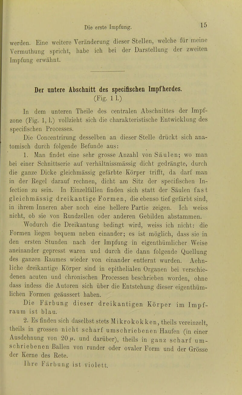 werden. Eine weitere Veränderung dieser Stellen, welche für meine Vermuthung spricht, habe ich bei der Darstellung der zweiten Impfung erwähnt. Der untere Abschnitt des speciflschen Impfherdes. (Fig. 11.) In dem unteren Theile des centralen Abschnittes der Impf- zone (Fig. 1,1.) vollzieht sich die charakteristische Entwicklung des specifischen Processes. Die Concentrirung desselben an dieser Stelle drückt sich ana- tomisch durch folgende Befunde aus: 1. Man findet eine sehr grosse Anzahl von Säulen; wo man bei einer Schnittserie auf verhältnissraässig dicht gedrängte, durch die ganze Dicke gleichmässig gefärbte Körper trifft, da darf man in der Regel darauf rechnen, dicht am Sitz der specifischen In- fection zu sein. In Einzelfällen finden sich statt der Säulen fast gleichmässig dreikantige Formen, die ebenso tief gefärbt sind, in ihrem Inneren aber noch eine hellere Partie zeigen. Ich weiss nicht, ob sie von Rundzellen oder anderen Gebilden abstammen. Wodurch die Dreikantung bedingt wird, weiss ich nicht: die Formen liegen bequem neben einander; es ist möglich, dass sie in den ersten Stunden nach der Impfung in eigenthümlicher Weise aneinander gepresst waren und durch die dann folgende Quellung des ganzen Raumes wieder von einander entfernt wurden. Aehn- liche dreikantige Körper sind in epithelialen Organen bei verschie- denen acuten und chronischen Processen beschrieben worden, ohne dass indess die Autoren sich über die Entstehung dieser cigenthüm- lichen Formen geäussert haben. Die Färbung dieser dreikantigen Körper im Impf- raum ist blau. 2. Es finden sich daselbst stets Mikrokokken, theils vereinzelt, theils in grossen nicht scharf umschriebenen Haufen (in einer Ausdehnung von 20 y,. imd darüber), theils in ganz scharf um- schriebenen Ballen von runder oder ovaler Form und der Grösse der Kerne des Rete. llirc l'^ärbung ist violett.