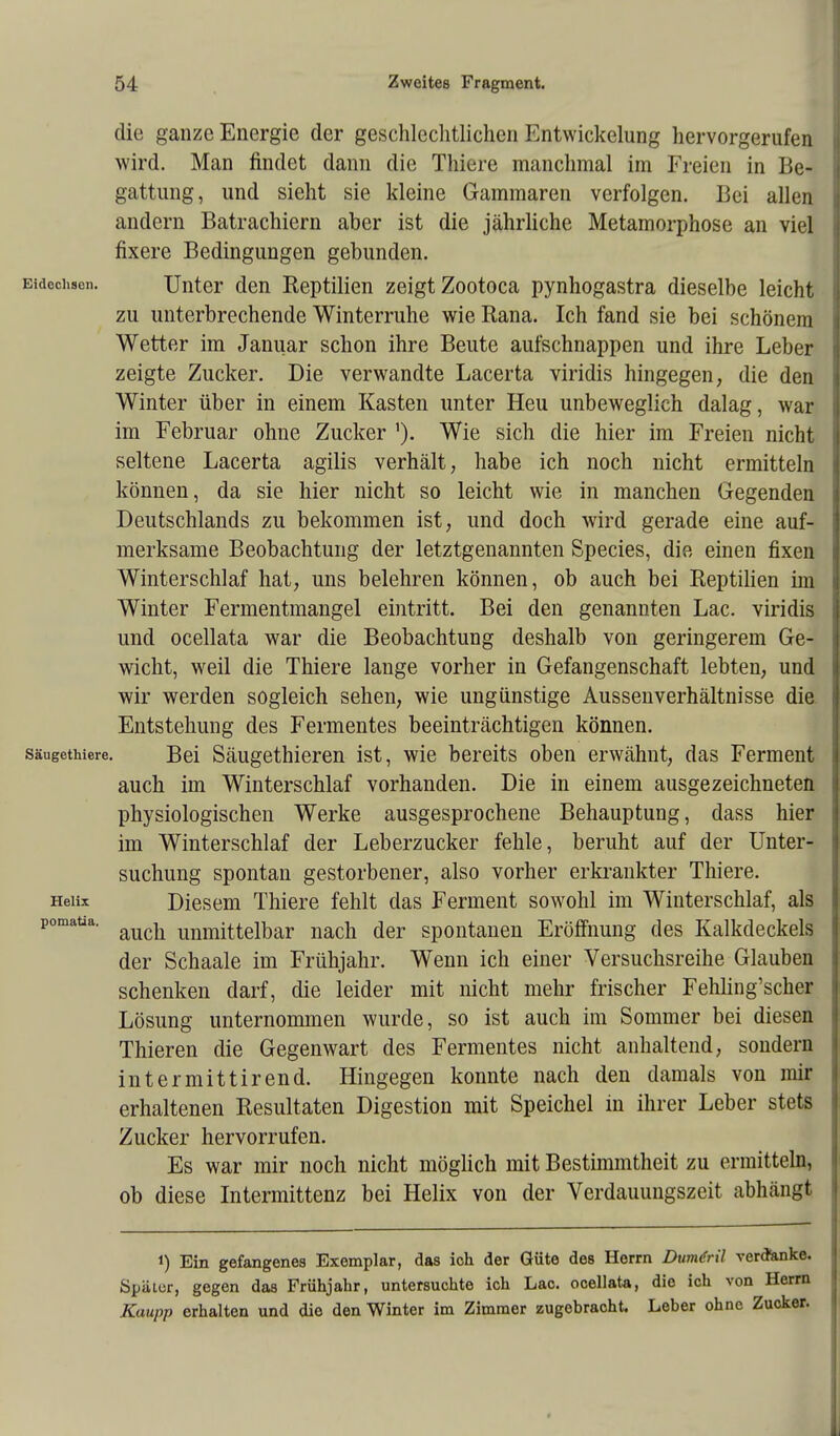 die ganze Energie der geschlechtlichen Entwicklung hervorgerufen wird. Man findet dann die Thiere manchmal im Freien in Be- gattung, und sieht sie kleine Gammaren verfolgen. Bei allen andern Batrachiern aber ist die jährliche Metamorphose an viel fixere Bedingungen gebunden. Eidechsen. Unter den Reptilien zeigt Zootoca pynhogastra dieselbe leicht zu unterbrechende Winterruhe wie Rana. Ich fand sie bei schönem Wetter im Januar schon ihre Beute aufschnappen und ihre Leber zeigte Zucker. Die verwandte Lacerta viridis hingegen, die den Winter über in einem Kasten unter Heu unbeweglich dalag, war im Februar ohne Zucker Wie sich die hier im Freien nicht seltene Lacerta agilis verhält, habe ich noch nicht ermitteln können, da sie hier nicht so leicht wie in manchen Gegenden Deutschlands zu bekommen ist, und doch wird gerade eine auf- merksame Beobachtung der letztgenannten Species, die einen fixen Winterschlaf hat, uns belehren können, ob auch bei Reptilien im Winter Fermentmangel eintritt. Bei den genannten Lac. viridis und ocellata war die Beobachtung deshalb von geringerem Ge- wicht, weil die Thiere lange vorher in Gefangenschaft lebten, und wir werden sogleich sehen, wie ungünstige Aussen Verhältnisse die Entstehung des Fermentes beeinträchtigen können. Säugetiere. Bei Säugethieren ist, wie bereits oben erwähnt, das Ferment auch im Winterschlaf vorhanden. Die in einem ausgezeichneten physiologischen Werke ausgesprochene Behauptung, dass hier im Winterschlaf der Leberzucker fehle, beruht auf der Unter- suchung spontan gestorbener, also vorher erkrankter Thiere. Heiix Diesem Thiere fehlt das Ferment sowohl im Winterschlaf, als pomafaa. auc^ unmittevkar der spontanen Eröffnung des Kalkdeckels der Schaale im Frühjahr. Wenn ich einer Versuchsreihe Glauben schenken darf, die leider mit nicht mehr frischer Fehling'scher Lösung unternommen wurde, so ist auch im Sommer bei diesen Thieren die Gegenwart des Fermentes nicht anhaltend, sondern intermittirend. Hingegen konnte nach den damals von mir erhaltenen Resultaten Digestion mit Speichel in ihrer Leber stets Zucker hervorrufen. Es war mir noch nicht möglich mit Bestimmtheit zu ermitteln, ob diese Intermittenz bei Helix von der Verdauungszeit abhängt i) Ein gefangenes Exemplar, das ich der Güte des Herrn Dumdrü verdanke. Später, gegen das Frühjahr, untersuchte ich Lac. ocellata, die ich von Herrn Kaupp erhalten und die den Winter im Zimmer zugebracht. Leber ohne Zucker.