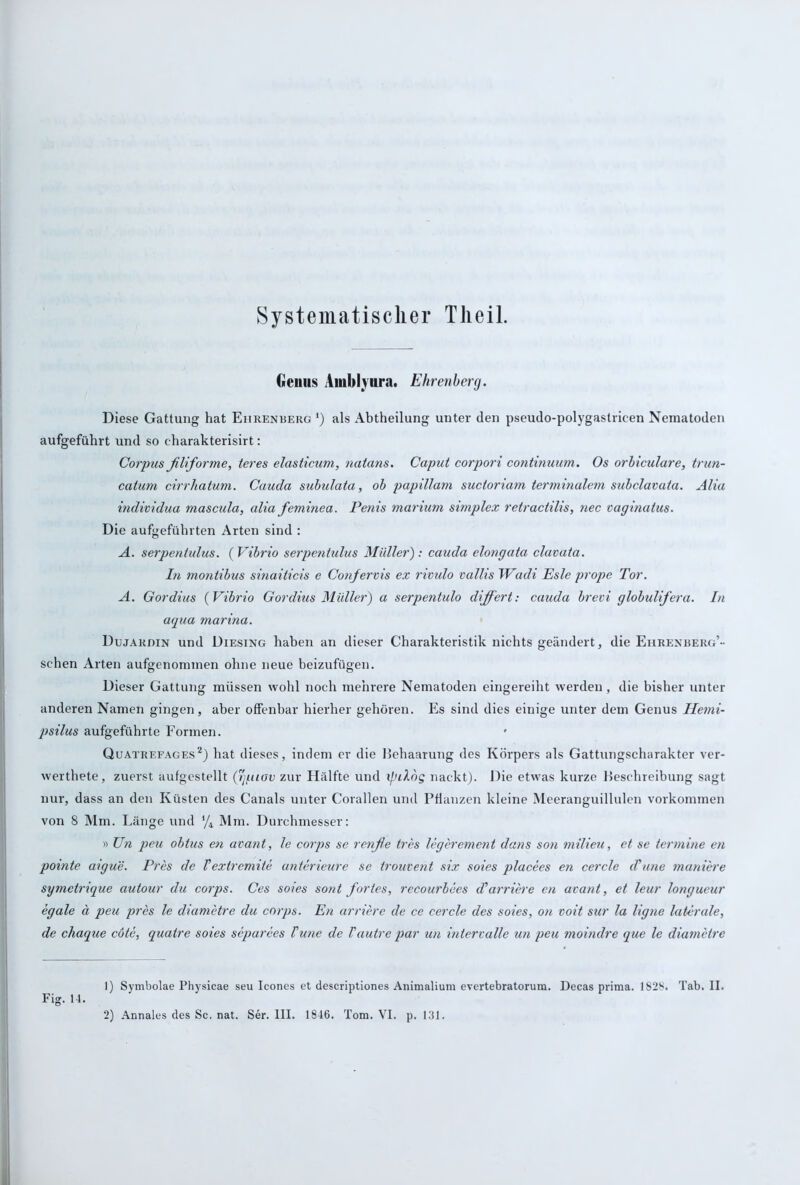 Systematischer Tlieil. Genus Amhlvura. Ehrenberg. Diese Gattung hat Eiirenberg ') als Abtheilung unter den pseudo-polygastricen Nematoden aufgeführt und so charakterisirt: Corpus filiforme, teres elasticum, natans. Caput corpori continuum. Os orbiculare, trun- catum cirrhatum. Cauda subulata, ob papillam suctoriam terminalem subclavata. Alia individua mascula, alia feminea. Penis marium simplex retractilis, nec vaginalus. Die aufgeführten Arten sind : A. serpeniulus. (Vibrio serpentulus Midier): cauda elongata clavata. In montibus sinaiticis e Confervis ex rivulo vallis TVadi Esle prope Tor. A. Gordius (Vibrio Gordius Müller) a serpentulo difi'ert: cauda brevi globulifera. In aqua marina. Dujardin und Diesing haben an dieser Charakteristik nichts geändert, die Ehrenberg’” sehen Arten aufgenommen ohne neue beizufügen. Dieser Gattung müssen wohl noch mehrere Nematoden eingereiht werden , die bisher unter anderen Namen gingen, aber offenbar hierher gehören. Es sind dies einige unter dem Genus Hemi- psilus aufgeführte Formen. • Quatrefages1 2) hat dieses, indem er die Behaarung des Körpers als Gattungscharakter ver- werthete, zuerst aufgestellt (rjpiav zur Hälfte und xpilog nackt). Die etwas kurze Beschreibung sagt nur, dass an den Küsten des Canals unter Corallen und Pflanzen kleine Meeranguillulen Vorkommen von 8 Mm. Länge und ‘/4 Mm. Durchmesser: » Un peu obtus en avant, le corps se renfie tres legerement dans son milieu, et se termine en pomte aigue. Pres de Vextremite anterieure se trouveni six soies placees en cercle d'une maniere symetrique autour du corps. Ces soies sont fortes, recourbees d’arriere en avant, et leur longueur egale ä peu pres le diametre du corps. En arriere de ce cercle des soies, on voit sur la ligne laterale, de chaque cöte, quatre soies separees Tune de Tautre par un intervalle un peu moindre que le diametre 1) Symbolae Physicae seu Icones et descriptiones Animalium evertebratorum. Decas prima. 1828. Tab. II. Fig. 14-