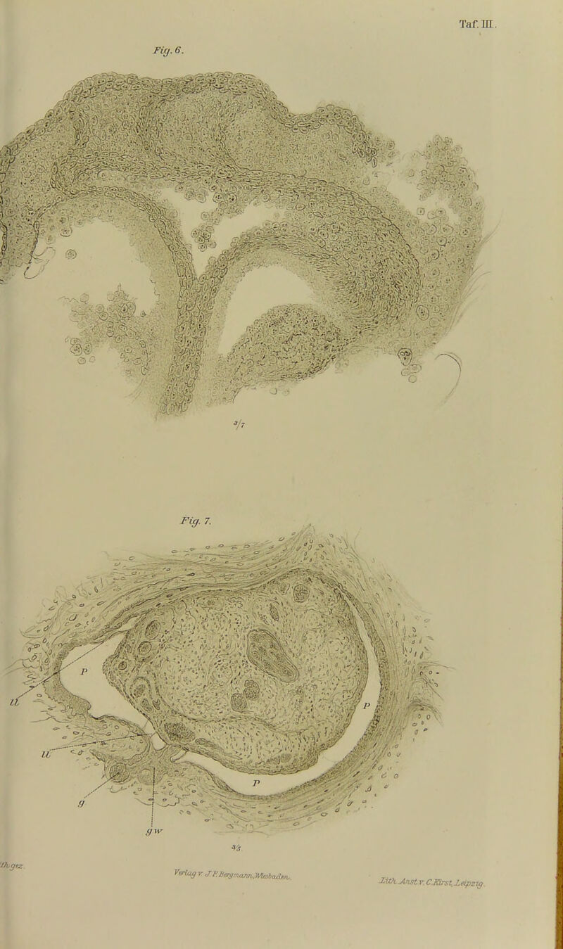 Fig. 6. ■4- -y^r'^'^i^y'^ff: ; ■■•J-r-.r. Fig. 7. ZWiJinstT. CJSj^t,Zetpz-tg.