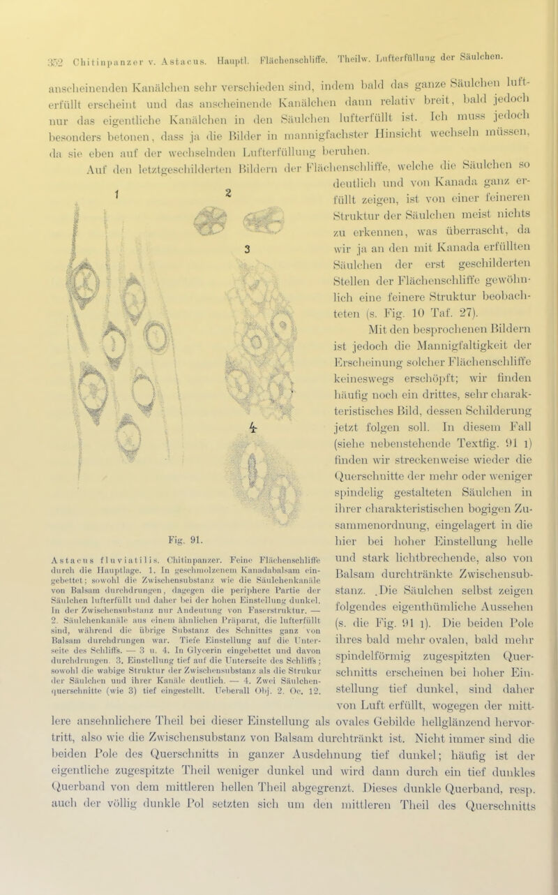anscheinenden Kanälchen sehr verschieden sind, indem bald das ganze Säulchen iuft- erfüllt erscheint und das anscheinende Kanälehen dann relativ breit, bald jedoch nur das eigentliche Kanälchen in den Säulchen lufterfüllt ist. Ich muss jedoch besonders betonen, dass ja die Bilder in mannigfachster Hinsicht wechseln müssen, da sie eben auf der wechselnden Lnfterfüllung beruhen. Auf den letztgeschilderten Bildern der Fläcbenschliffe, welche die Säulchen so deutlich und von Kanada ganz er 1 3 1 p i füllt zeigen, ist von einer feineren Struktur der Säulchen meist nichts zu erkennen, was überrascht, da wir ja an den mit Kanada erfüllten Säulchen der erst geschilderten Stellen der Flächenschliffe gewöhn- lich eine feinere Struktur beobach- teten (s. Fig. 10 Taf. 27). Mit den besprochenen Bildern ist jedoch die Mannigfaltigkeit der Erscheinung solcher Flächenschliffe keineswegs erschöpft; wir finden häufig noch ein drittes, sehr charak- teristisches Bild, dessen Schilderung jetzt folgen soll. In diesem Fall (siehe nebenstellende Textfig. 91 l) finden wir streckenweise wieder die Querschnitte der mehr oder weniger spindelig gestalteten Säulchen in ihrer charakteristischen bogigen Zu- sammenordnung, eingelagert in die hier bei hoher Einstellung helle und stark lichtbrechende, also von Balsam durchtränkte Zwischensub- stanz. .Die Säulchen selbst zeigen folgendes eigentümliche Aussehen (s. die Fig. 91 l). Die beiden Pole ihres bald mehr ovalen, bald mehr spindelförmig zugespitzten Quer- schnitts erscheinen bei hoher Ein- stellung tief dunkel, sind daher von Luft erfüllt, wogegen der mitt- lere ansehnlichere Theil bei dieser Einstellung als ovales Gebilde hellglänzend hervor- tritt, also wie die Zwischensubstanz von Balsam durchtränkt ist. Nicht immer sind die beiden Pole des Querschnitts in ganzer Ausdehnung tief dunkel; häufig ist der eigentliche zugespitzte Theil weniger dunkel und wird dann durch ein tief dunkles Querband von dem mittleren hellen Theil abgegrenzt. Dieses dunkle Querband, resp. auch der völlig dunkle Pol setzten sich um den mittleren Theil des Querschnitts Fig. 91. A stacus fluviatilis. Chitinpanzer. Feine Flächenschliffe durch die Eauptlage. 1. In geschmolzenem Kanadabalsam cin- gebettet; sowohl dir Zwischensubstanz wie die Säulchenkanäle von Balsam durchdrungen, dagegen die periphere Partie dir Säulchen lufterfüllt und daher l>ei der holieu Einstellung dunkel. In der Zwischensubstanz nur Andeutung von Faserstruktur. — 2. Säulchenkanäle aus einem ähnlichen Präparat, die lufterfüllt sind, wahrend die übrige Substanz des Schnittes ganz von Balsam durchdrungen war. Tiefe Einstellung auf die Unter- seite des Schliffs. — 3 u. 4. In Glycerin eingebettet und davon durchdrungen. 3. Einstellung tief auf die Unterseite des Schliffs ; sowohl die wabige Struktur der Zwischensubstanz als die Strukur der Säulchen und ihrer Kanäle deutlich. — 4. Zwei Säulchen- querschnitte (wie 3) tief eingestellt. Ueberall Ob]'. 2. Oc. 12.