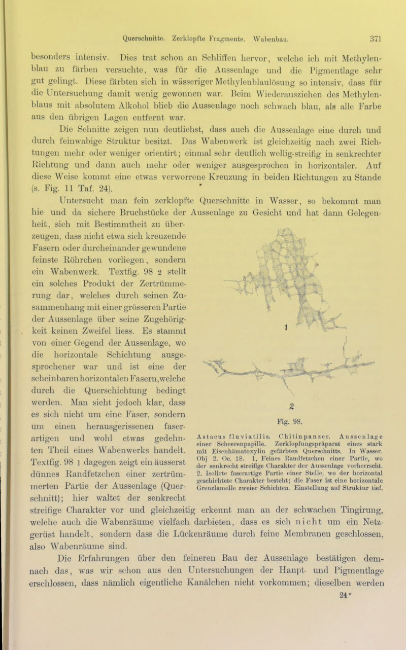 .■.VA besonders intensiv. Dies trat schon an Schliffen hervor, welche ich mit Methylen- blau zu färben versuchte, was für die Aussenlage und die Pigmentlage sehr gut gelingt. Diese färbten sich in wässeriger Methylenblaulösung so intensiv, dass für die l 'ntersuchung damit wenig gewonnen war. Beim Wiederausziehen des Methylen- blaus mit absolutem Alkohol blieb die Aussenlage noch schwach blau, als alle Farbe aus den übrigen Lagen entfernt war. Die Schnitte zeigen nun deutlichst, dass auch die Aussenlage eine durch und durch Eeinwabige Struktur besitzt. Das Wabenwerk ist gleichzeitig nach zwei Rich- tungen mehr oder weniger orientirt; einmal sehr deutlich wellig-streifig in senkrechter Richtung und dann auch mehr oder weniger ausgesprochen in horizontaler. Auf diese Weise kommt eine etwas verworrene Kreuzung in beiden Richtungen zu Stande (s. Fig. 11 Taf. 24). Untersucht man fein zerklopfte Querschnitte in Wasser, so bekommt man hie und da sichere Bruchstücke der Aussenlage zu Gesicht und hat dann Gelegen- heit, sich mit Bestimmtheit zu über- zeugen, dass nicht etwa sich kreuzende Fasern oder durcheinander gewundene feinste Röhrchen vorliegen, sondern ein Wabenwerk. Textfig. 98 2 stellt ft v ein solches Produkt der Zertrümme- rung dar, welches durch seinen Zu- sammenhang mit einer grösseren Partie der Aussenlage über seine Zugehörig- keit keinen Zweifel Hess. Es stammt von einer Gegend der Aussenlage, wo die horizontale Schichtung ausge- sprochener war und ist eine der scheinbaren horizontalen Fasern,welche durch die Querschichtung bedingt werden. Man sieht jedoch klar, dass es sich nicht um eine Faser, sondern um einen herausgerissenen faser- artigen und wohl etwas gedehn- ten Theil eines Wabenwerks handelt. Textfig. 98 l dagegen zeigt ein äusserst dünnes Randfetzchen einer zertrüm- merten Partie der Aussenlage (Quer- schnitt); hier waltet der senkrecht streifige Charakter vor und gleichzeitig erkennt man an der schwachen Tingirung, welche auch die Wabenräume vielfach darbieten, dass es sich nicht um ein Netz- gerüst handelt, sondern dass die Lückenräume durch feine Membranen geschlossen, also Wabenräume sind. Die Erfahrungen über den feineren Bau der Aussenlage bestätigen dem- nach das, was wir schon aus den Untersuchungen der Haupt- und Pigmentlage erschlossen, dass nämlich eigentliche Kanälchen nicht vorkommen; dieselben werden 24* i.,.,...,/ffr'^'''1''',:: Fig. 98. Astacus fluviatilis piner Scheerenpapille Chitin pan zer. Aussenlage Zerklopf imgspräparat eines stark mit Eisenhämatoxylin gefärbten Querschnitts. In Wasser. Obj 2. Oc. 18. 1. Feines Randfetzchen einer Partie, wo der senkreeht streitige Charakter der Aussenlage vorherrscht. 2. Isolirte faserartige Partie einer Stelle, wo der horizontal geschichtete Charakter bestellt; die Faser ist eine horizontale Grenzlamelle zweier Schichten. Einstellung auf Struktur tief.
