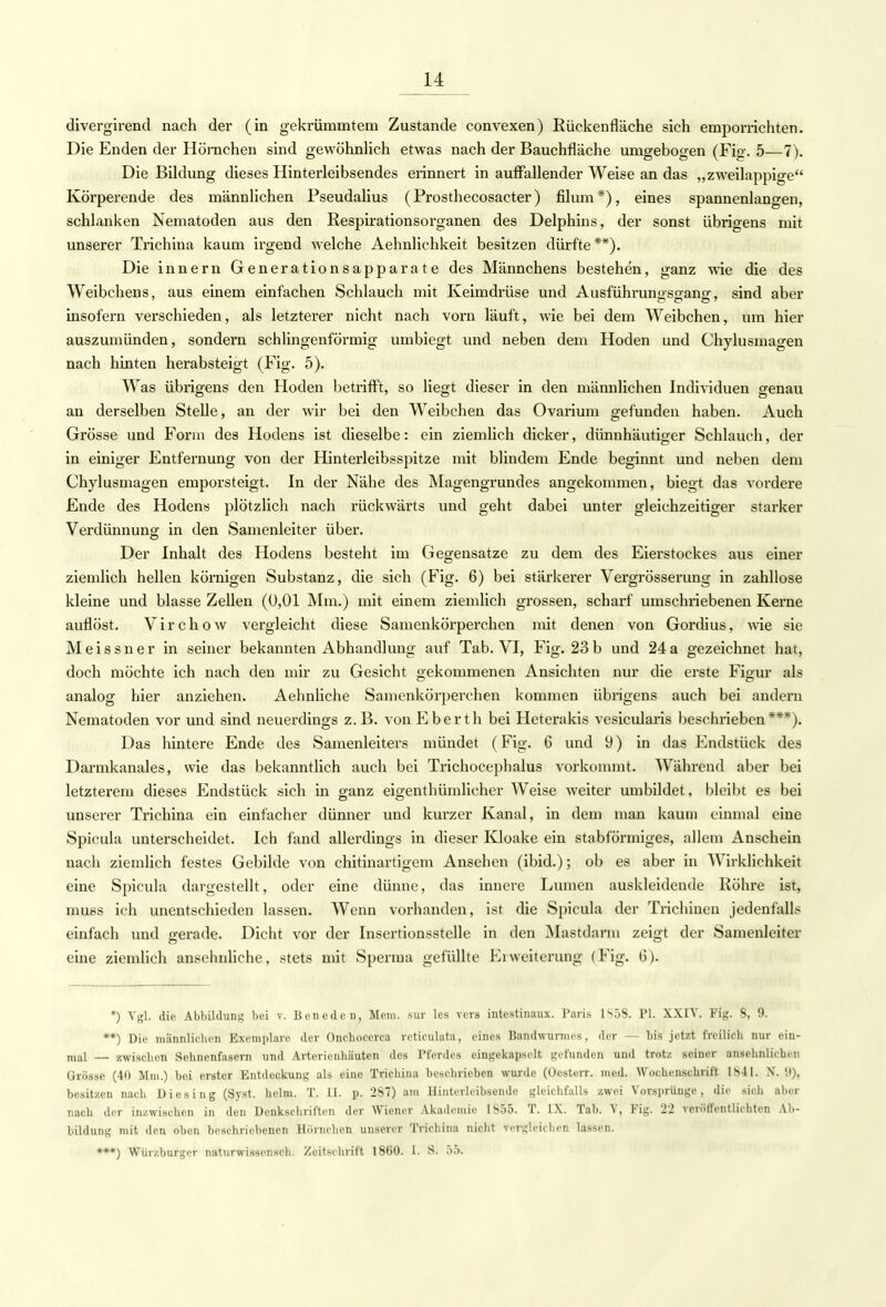 divergirend nach der (in gekrümmtem Zustande convexen) Rückenfläche sich emporrichten. Die Enden der Hörnchen sind gewöhnlich etwas nach der Bauchfläche umgebogen (Fig. 5—7). Die Bildung dieses Hinterleibsendes erinnert in auffallender Weise an das „zweilappige Körperende des männlichen Pseudalius (Prosthecosacter) filum *), eines spannenlangen, schlanken Nematoden aus den Respirationsorganen des Delphins, der sonst übrigens mit unserer Trichina kaum irgend welche Aehnlichkeit besitzen dürfte**). Die innern Generationsapparate des Männchens bestehen, ganz wie die des Weibchens, aus einem einfachen Schlauch mit Keimdrüse und Ausführunoscransf, sind aber insofern verschieden, als letzterer nicht nach vorn läuft, wie bei dem Weibchen, um hier auszumünden, sondern schlingenförmig umbiegt und neben dem Hoden und Chylusmagen nach hinten herabsteigt (Fig. 5). Was übrigens den Hoden betrifft, so liegt dieser in den männlichen Individuen genau an derselben Stelle, an der wir bei den Weibchen das Ovarium gefunden haben. Auch Grösse und Form des Hodens ist dieselbe: ein ziemlich dicker, dünnhäutiger Schlauch, der in einiger Entfernung von der Hinterleibsspitze mit blindem Ende beginnt und neben dem Chylusmagen emporsteigt. In der Nähe des Magengrundes angekommen, biegt das vordere Ende des Hodens plötzlich nach rückwärts und geht dabei unter gleichzeitiger starker Verdünnung in den Samenleiter über. Der Inhalt des Hodens besteht im Gegensatze zu dem des Eierstockes aus einer ziemlich hellen körnigen Substanz, die sich (Fig. 6) bei stärkerer Vergrösserung in zahllose kleine und blasse Zellen (0,01 Mm.) mit einem ziemlich grossen, scharf umschriebenen Kerne auflöst. Virchow vergleicht diese Samenkörperchen mit denen von Gordius, wie sie Meissner in seiner bekannten Abhandlung auf Tab. VI, Fig. 23 b und 24 a gezeichnet hat, doch möchte ich nach den mir zu Gesicht gekommenen Ansichten nur die erste Figur als analog hier anziehen. Aehnliche Samenkörperchen kommen übrigens auch bei andern Nematoden vor und sind neuerdings z. B. von Eberth bei Heterakis vesicularis beschrieben***). Das hintere Ende des Samenleiters mündet (Fig. 6 und 9) in das Endstück des Dai-mkanales, wie das bekanntlich auch bei Trichocephalus vorkommt. Während aber bei letzterem dieses Endstück sich in ganz eigenthümlieher Weise weiter umbildet, bleibt es bei unserer Trichina ein einfacher dünner und kurzer Kanal, in dem man kaum einmal eine Spicula unterscheidet. Ich fand allerdings in dieser Kloake ein stabförmiges, allem Anschein nach ziemlich festes Gebilde von chitinartigem Ansehen (ibid.); ob es aber in Wirklichkeit eine Spicula dargestellt, oder eine dünne, das innere Lumen auskleidende Röhre ist, muss ich unentschieden lassen. Wenn vorhanden, ist die Spicula der Trichinen jedenfalls einfach und gerade. Dicht vor der Insertionsstelle in den Mastdarm zeigt der Samenleiter eine ziemlich ansehnliche, stets mit Sperma gefüllte Ei Weiterung (Fig. 6). *) Vgl. die Abbilduni; bei v. Beneden, Mein, sur les vers intestinaux. Paris 1S5S. PI. XXIV. Fig. 8, 9. **) Die männlichen Exemplare der Onchoccrca reticulata, eines Bandwurmes, der — bis jetzt freilich nur ein- mal — zwischen Schnenfascrn und Artcrienhäuten des Pferdes eingekapselt gefunden und trotz seiner ansehnlichen Grösse (40 Mm.) bei erster Entdeckung als eine Trichina beschrieben wurde (Oesterr. med. Wochenschrift 1841. N*. II), besitzen nach Diesing (Syst. heim. T. II. p. 2S7) am Hinterleibsende gleichfalls zwei Vorsprünge, die sich aber nach der inzwischen in den Denkschriften der Wiener Akademie 1855. T. IX. Tab. V, Fig. 22 veröffentlichten Ab- bildung mit den oben beschriebenen Hörnchen unserer Trichina nicht vergleichen lassen. ***) Würzburger nuturwissenseb. Zeitschrift 1860. 1. S. 5d.