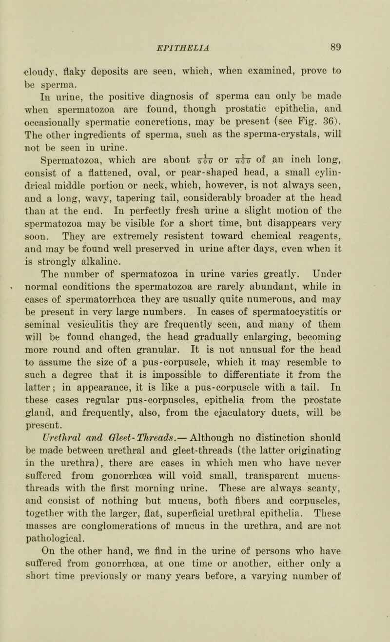 cloudy, flaky deposits are seen, which, when examined, prove to be sperma. In urine, the positive diagnosis of sperma can only be made when spermatozoa are found, though prostatic epithelia, and occasionally spermatic concretions, may be present (see Fig. 36). The other ingredients of sperma, such as the sperma-crystals, will not be seen in urine. Spermatozoa, which are about or of an inch long, consist of a flattened, oval, or pear-shaped head, a small cylin- drical middle portion or neck, which, however, is not always seen, and a long, wavy, tapering tail, considerably broader at the head than at the end. In perfectly fresh urine a slight motion of the spermatozoa may be visible for a short time, but disappears very soon. They are extremely resistent toward chemical reagents, and may be found well preserved in urine after days, even when it is strongly alkaline. The number of spermatozoa in urine varies greatly. Under normal conditions the spermatozoa are rarely abundant, while in cases of spermatorrhoea they are usually quite numerous, and may be present in very large numbers. In cases of spermatocystitis or seminal vesiculitis they are frequently seen, and many of them will be found changed, the head gradually enlarging, becoming more round and often granular. It is not unusual for the head to assume the size of a pus-corpuscle, which it may resemble to such a degree that it is impossible to differentiate it from the latter; in appearance, it is like a pus-corpuscle with a tail. In these cases regular pus-corpuscles, epithelia from the prostate gland, and frequently, also, from the ejaculatory ducts, will be present. Urethral and Gleet-Threads.— Although no distinction should be made between urethral and gleet-threads (the latter originating in the urethra), there are cases in which men who have never suffered from gonorrhoea will void small, transparent mucus- threads with the first morning urine. These are always scanty, and consist of nothing but mucus, both fibers and corpuscles, together with the larger, flat, superficial urethral epithelia. These masses are conglomerations of mucus in the urethra, and are not pathological. On the other hand, we find in the urine of persons who have suffered from gonorrhoea, at one time or another, either only a short time previously or many years before, a varying number of