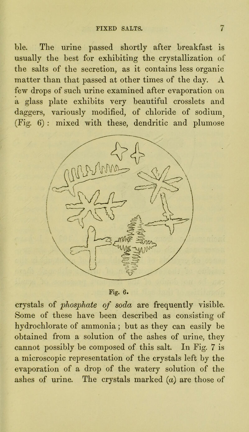 ble. The urine passed shortly after breakfast is usually the best for exhibiting the crystallization of the salts of the secretion, as it contains less organic matter than that passed at other times of the day. A few drops of such urine examined after evaporation on a glass plate exhibits very beautiful crosslets and daggers, variously modified, of chloride of sodium; (Fig. 6) : mixed with these, dendritic and plumose Fig. 6. crystals of phosphate of soda are frequently visible. Some of these have been described as consisting of hydrochlorate of ammonia; but as they can easily be obtained from a solution of the ashes of urine, they cannot possibly be composed of this salt. In Fig. 7 is a microscopic representation of the crystals left by the evaporation of a drop of the watery solution of the ashes of urine. The crystals marked (a) are those of