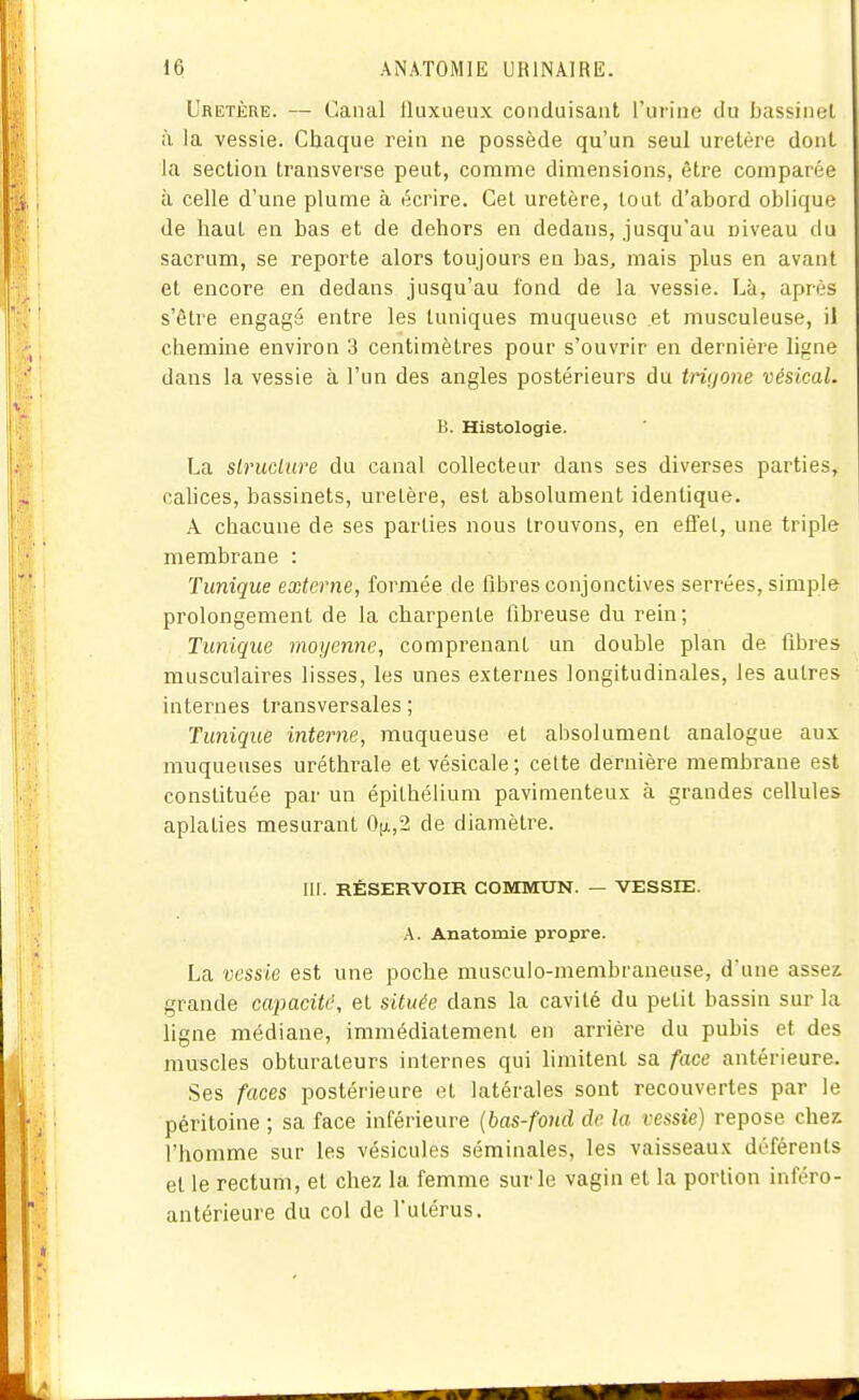 Uretère. — Canal Iluxueux conduisant l'urine du bassinel à la vessie. Chaque rein ne possède qu'un seul uretère dont la section Lransverse peut, comme dimensions, être comparée à celle d'une plume à écrire. Cet uretère, tout d'abord oblique de haut en bas et de dehors en dedans, jusqu'au niveau du sacrum, se reporte alors toujours en bas, mais plus en avant et encore en dedans jusqu'au fond de la vessie. Là, après s'être engagé entre les tuniques muqueuse et musculeuse, il chemine environ 3 centimètres pour s'ouvrir en dernière ligne dans la vessie à l'un des angles postérieurs du tritjone vésicaL B. Histologie. La slruclure du canal collecteur dans ses diverses parties, calices, bassinets, uretère, est absolument identique. A chacune de ses parties nous trouvons, en efl'et, une triple membrane : Tunique externe, formée de fibres conjonctives serrées, simple prolongement de la charpente fibreuse du rein; Tunique moyenne, comprenant un double plan de fibres musculaires lisses, les unes externes longitudinales, les autres internes transversales ; Tunique interne, muqueuse et absolument analogue aux muqueuses uréthrale etvésicale; celte dernière membrane est constituée par un épithélium pavimenteux à grandes cellules aplaties mesurant 0[ji,2 de diamètre. III. RÉSERVOIR COMMUN. — VESSIE. A. Anatomie propre. La vessie est une poche musculo-membraneuse, d'une assez grande capacité, et située dans la cavité du petit bassin sur la ligne médiane, immédiatement en arrière du pubis et des muscles obturateurs internes qui limitent sa face antérieure. Ses faces postérieure et latérales sont recouvertes par le péritoine ; sa face inférieure {bas-fond de la vessie) repose chex l'homme sur les vésicules séminales, les vaisseaux déférents et le rectum, et chez la femme sur le vagin et la portion inféro- antérieure du col de l'utérus.