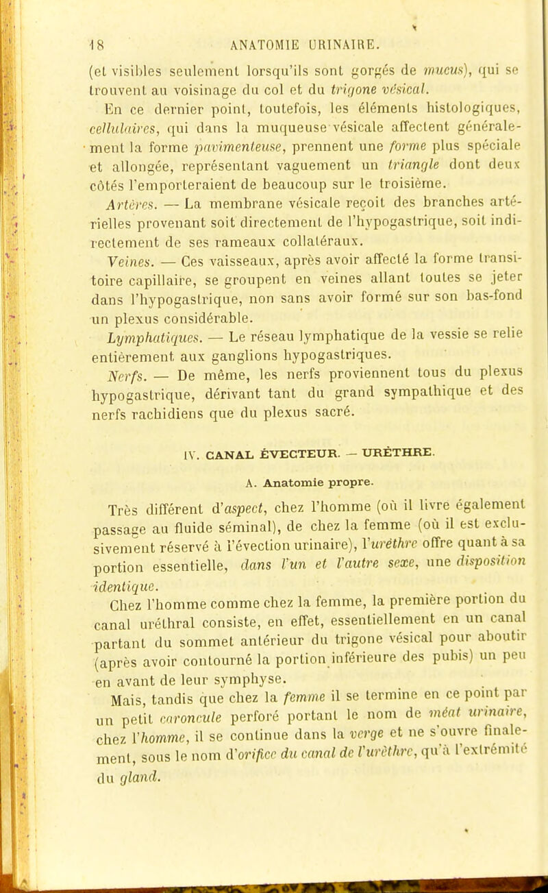 (et visibles seulement lorsqu'ils sont gorçés de mucus), qui se trouvent au voisinage du col et du trifione vdsical. En ce dernier point, toutefois, les éléments histologiques, cellulaires, qui dans la muqueuse vésicale affectent générale- ment la forme pavimenteuse, prennent une forme plus spéciale et allongée, représentant vaguement un Irianrjle dont deux- côtés l'emporteraient de beaucoup sur le troisième. Artères. — La membrane vésicale reçoit des branches arté- rielles provenant soit directement de l'hypogastrique, soit indi- rectement de ses rameaux collatéraux. Veines. — Ces vaisseaux, après avoir affecté la forme transi- toire capillaire, se groupent en veines allant toutes se jeter dans l'hypogastrique, non sans avoir formé sur son bas-fond un plexus considérable. Lijmpliatiques. — Le réseau lymphatique de la vessie se relie entièrement aux ganglions hypogastriques. Nerfs. — De même, les nerfs proviennent tous du plexus hypogastrique, dérivant tant du grand sympathique et des nerfs rachidiens que du plexus sacré. IV. CANAL ÉVECTEUR. — URÉTHRE. A. Anatomie propre. Très différent d'aspect, chez l'homme (où il livre également passage au fluide séminal), de chez la femme (où il est exclu- sivement réservé à i'évection urinaire), Yurêthre offre quant à sa portion essentielle, dans Vun et Vautre sexe, une disposition identique. Chez l'homme comme chez la femme, la première portion du canal uréthral consiste, en effet, essentiellement en un canal •partant du sommet antérieur du trigone vésical pour aboutir (après avoir contourné la portion inférieure des pubis) un peu en avant de leur symphyse. Mais, tandis que chez la femme il se termine en ce point par un petit caroncule perforé portant le nom de méat urinaire, chez l'homme, il se continue dans la verge et ne s'ouvre finale- ment, sous le nom d'orifice du cariai de l'urcthrc, qu'à l'extrémité du gland.