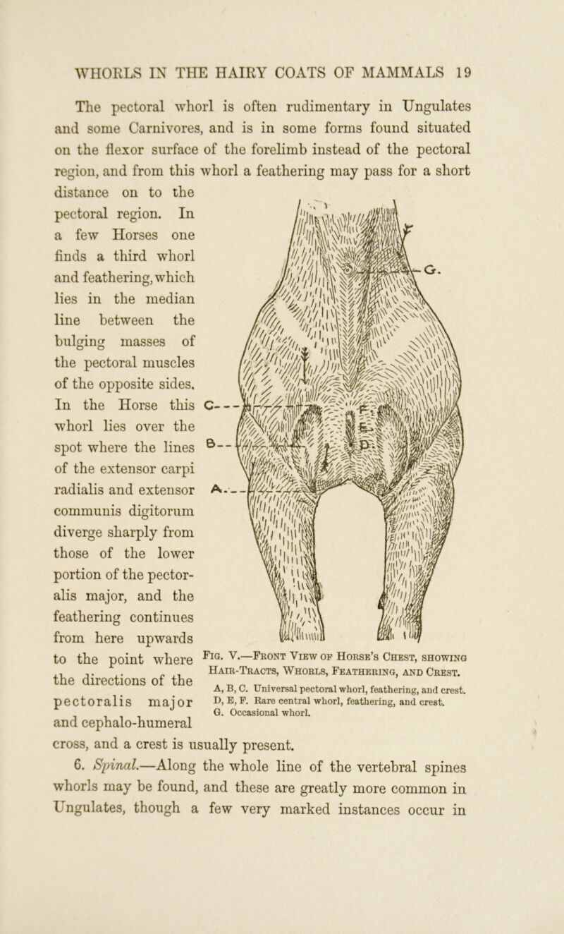 The pectoral whorl is often rudimentary in Ungulates and some Carnivores, and is in some forms found situated on the flexor surface of the forelimb instead of the pectoral region, and from this whorl a feathering may pass for a short distance on to the pectoral region. In a few Horses one finds a third whorl and feathering, which lies in the median line between the bulging masses of the pectoral muscles of the opposite sides. In the Horse this whorl lies over the spot where the lines of the extensor carpi radialis and extensor communis digitorum diverge sharply from those of the lower portion of the pector- alis major, and the feathering continues from here upwards to the point where Front View of Horses Chest, showing ^, ,. ,. - , Hair-Tracts, Whorls, Feathering, and Crest. the directions of the * r. tt • , ... A, B, C. Universal pectoral whorl, feathering, and crest, p e C10 r a 1 i S m a j O r D, E, F. Rare central whorl, feathering, and crest. G. Occasional whorl. and cephalo-humeral cross, and a crest is usually present. 6. Spinal.—Along the whole line of the vertebral spines whorls may be found, and these are greatly more common in Ungulates, though a few very marked instances occur in