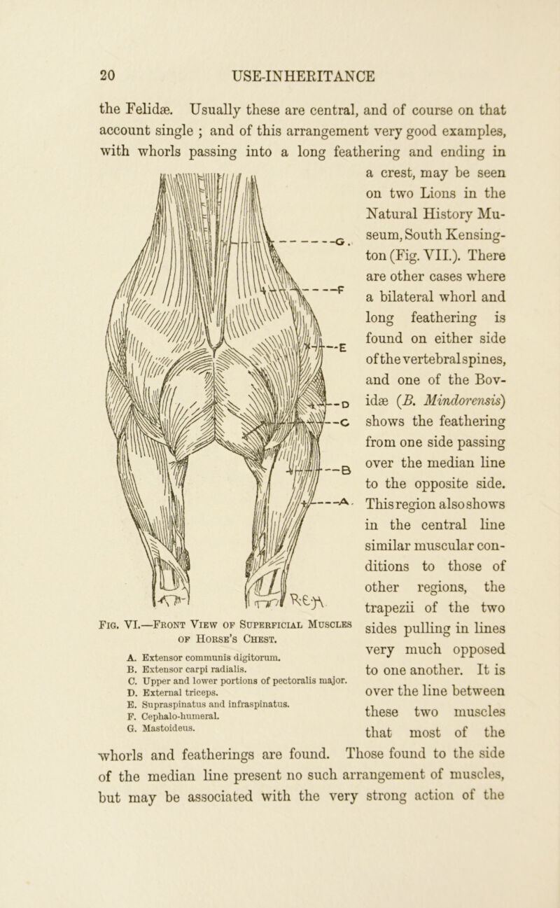 G the Felidae. Usually these are central, and of course on that account single ; and of this arrangement very good examples, with whorls passing into a long feathering and ending in a crest, may be seen on two Lions in the Natural History Mu- seum, South Kensing- ton (Fig. VIL). There are other cases where a bilateral whorl and long feathering is found on either side of the vertebral spines, and one of the Bov- idse {B. Mindorensis) shows the feathering from one side passing over the median line to the opposite side. This region also shows in the central line similar muscular con- ditions to those of other regions, the trapezii of the two sides pulling in lines very much opposed to one another. It is over the line between these two muscles that most of the whorls and featherings are found. Those found to the side of the median line present no such arrangement of muscles, but may be associated with the very strong action of the Fig. VI.—Front View of Superficial Muscles OF Horse’s Chest. A. Extensor communis digitorum. B. Extensor carpi radialis. C. Upper and lower portions of pectoralis major. D. External triceps. E. Supraspinatus and infraspinatus. F. Cephalo-humeral. G. Mastoideus.