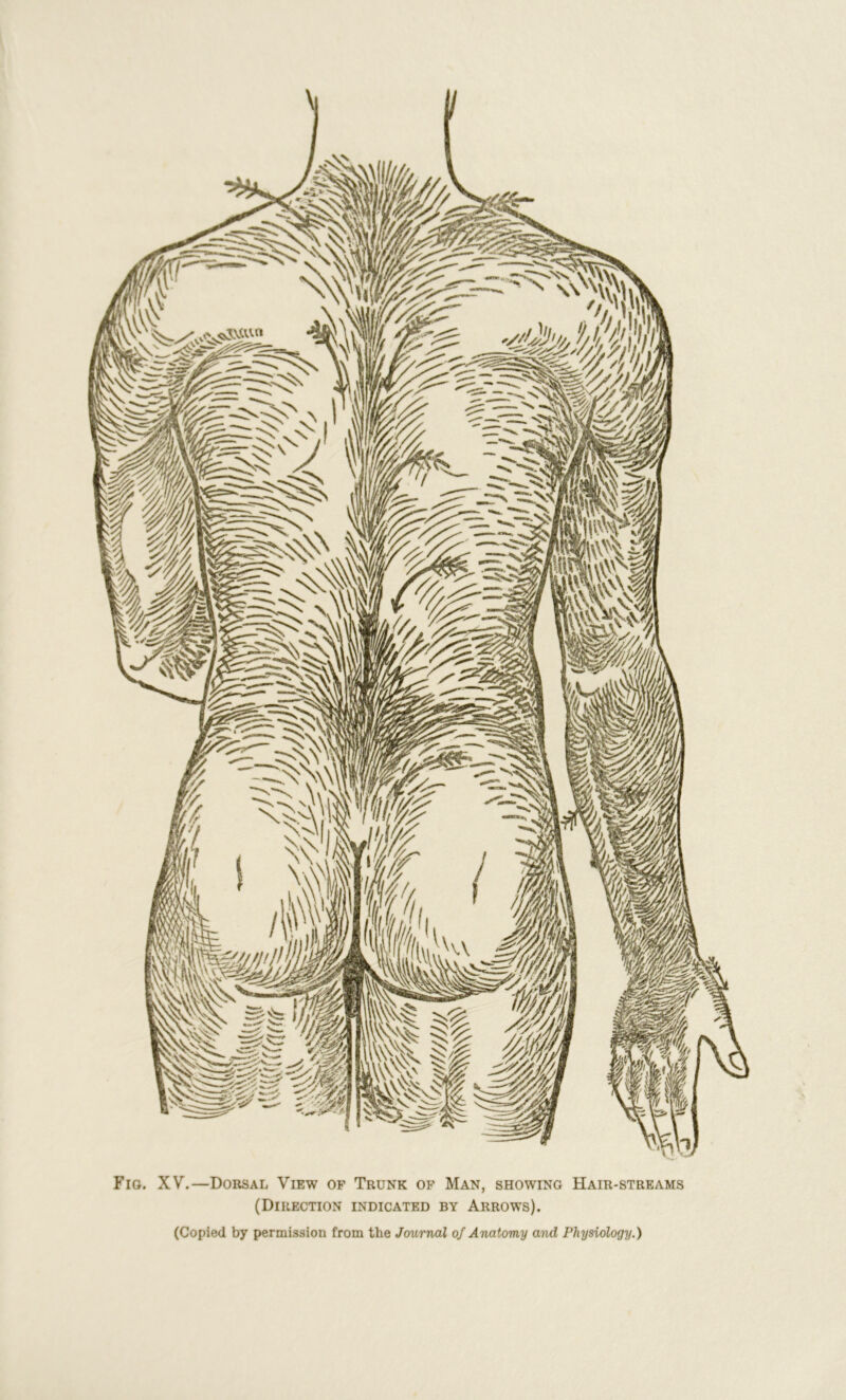 Fig. XV.—Dorsal View of Trunk of Man, showing Hair-streams (Direction indicated by Arrows).