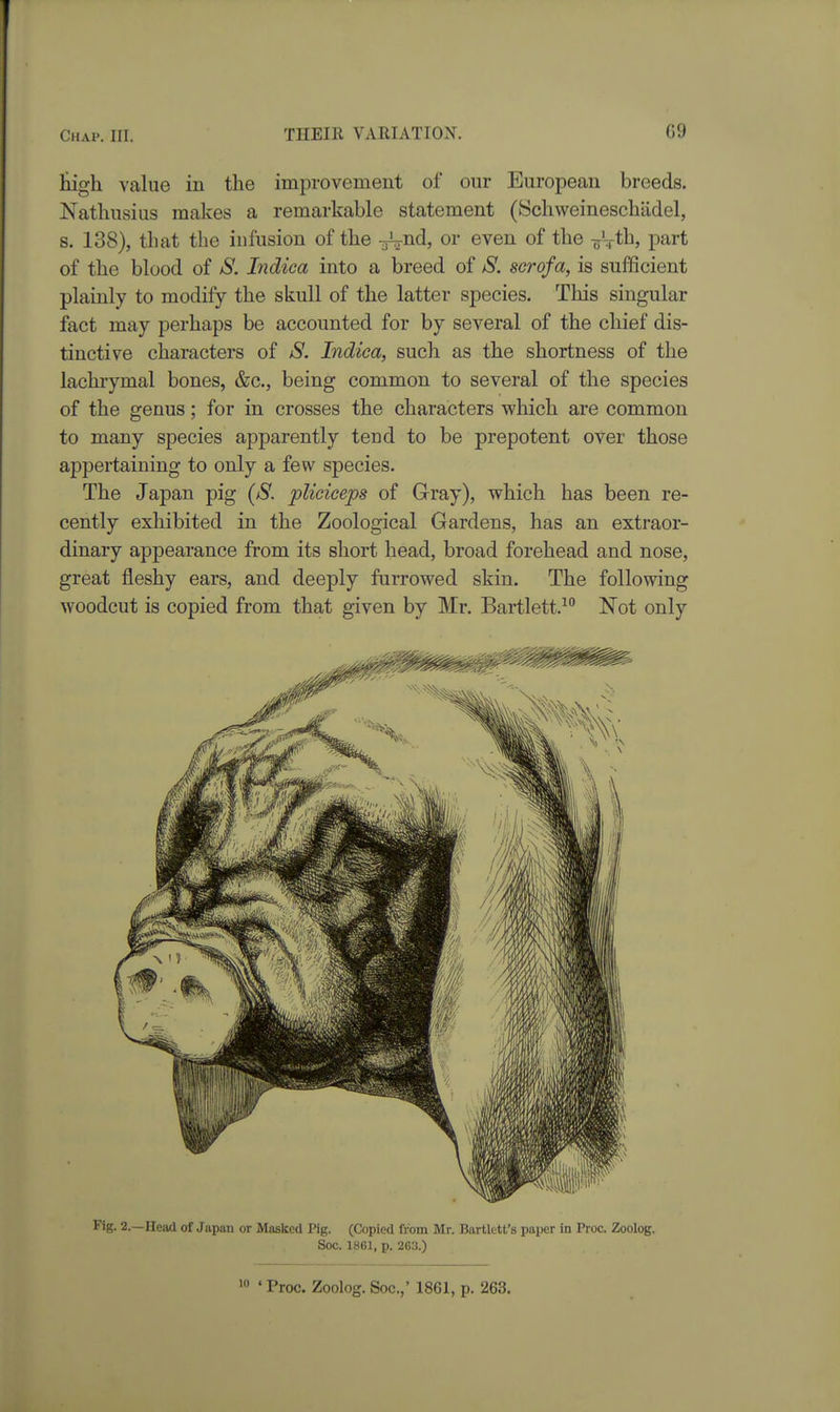 High value in the improvement of our European breeds. Natliusius makes a remarkable statement (Schweineschiidel, s. 138), that the infusion of the -^nd, or even of the s^^th, part of the blood of S. Indica into a breed of S. scrofa, is sufficient plainly to modify the skull of the latter species. This singular fact may perhaps be accounted for by several of the chief dis- tinctive characters of jS. Indica, such as the shortness of the lachrymal bones, &c., being common to several of the species of the genus; for in crosses the characters which are common to many species apparently tend to be prepotent over those appertaining to only a few species. The Japan pig (S. pUciceps of Gray), which has been re- cently exhibited in the Zoological Gardens, has an extraor- dinary appearance from its short head, broad forehead and nose, great fleshy ears, and deeply furrowed skin. The following woodcut is copied from that given by Mr. Bartlett.-' Not only Fig. 2.—Head of Japan or Masked Pig. (Copied from Mr. Bartlett's paper in Proc. Zoolog. Soc. 1861, p. 2G3.) •Proc. Zoolog. Soc.,' 1861, p. 263.