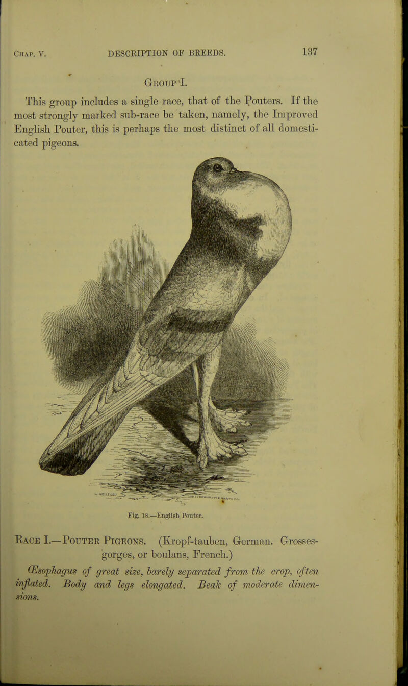 Group ^I. This group includes a single race, that of the Ifoiiters. If the most strongly marked sub-race be taken, namely, the Improved English Pouter, this is perhaps the most distinct of all domesti- cated pigeons. Fig. 18.—English Pouter. Kace I.—Pouter Pigeons. (Kropf-tauben, German. Grosses- gorges, or boulans, French.) (Esophagus of great size, barely separated from the crop, often injiated. Body and legs elongated. Beak of moderate dimen- sions.